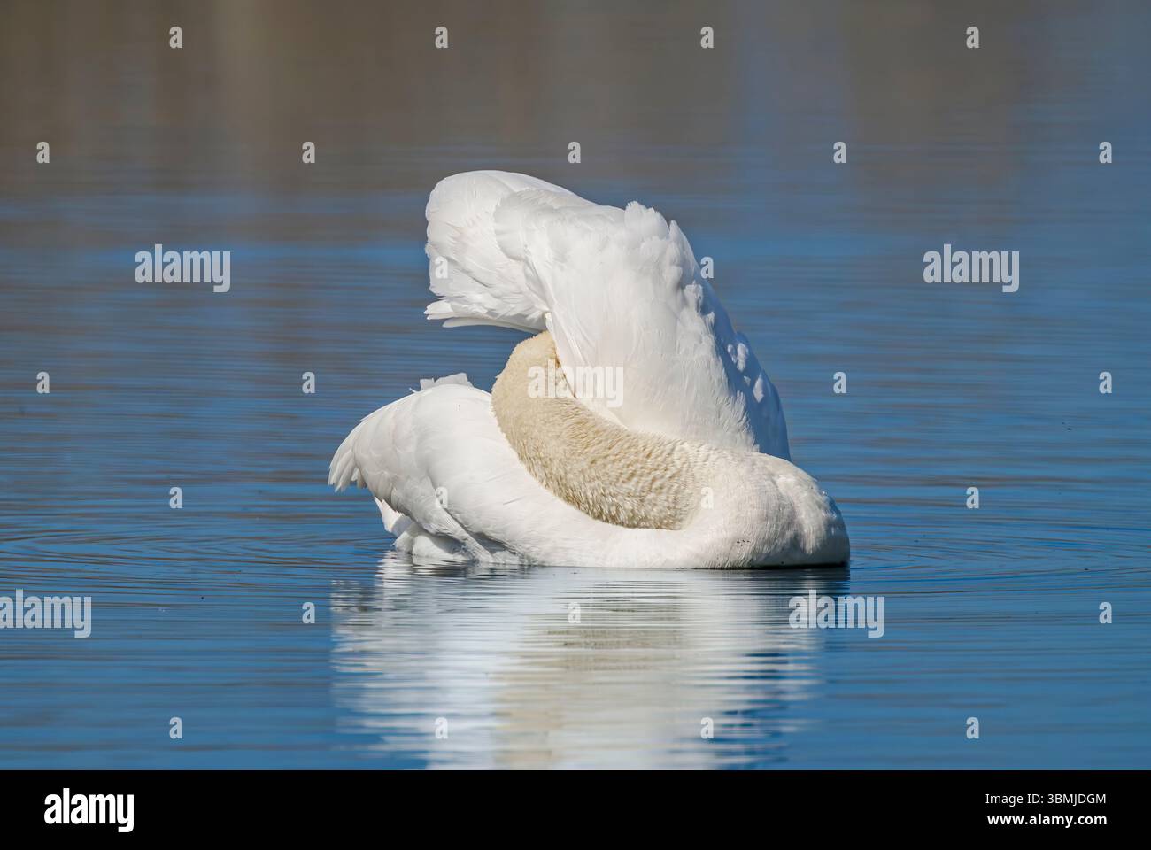 Stummer Schwan mit teilweiser Reflexion, mit dem Kopf, der zwischen den Flügeln vergraben ist, um zu preen, und einem etwas verworrenen Blick Stockfoto