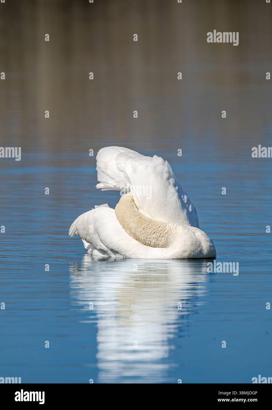 Stummer Schwan mit teilweiser Reflexion, mit dem Kopf, der zwischen den Flügeln vergraben ist, um zu preen, und einem etwas verworrenen Blick Stockfoto