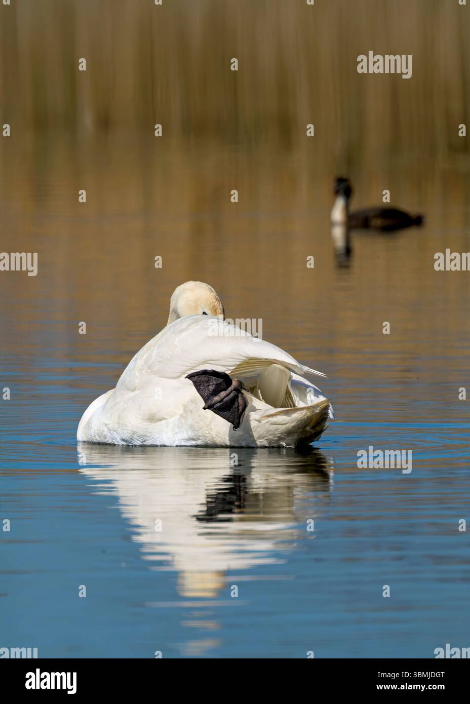 Stummer Schwan mit dem Fuß, der nach außen ragt und den Kopf auf den Somerset Levels über seinen Körper blickt Stockfoto