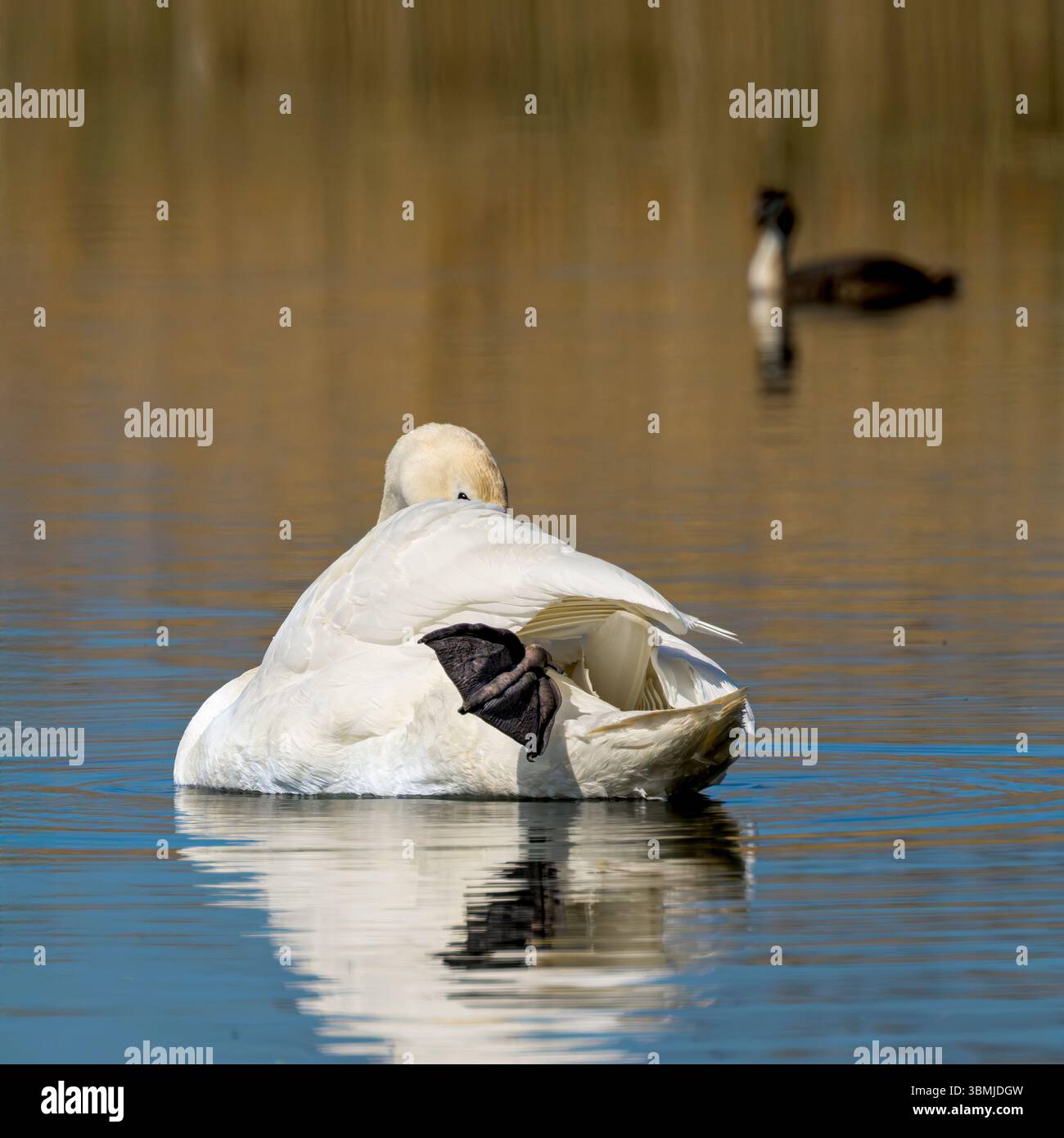 Stummer Schwan mit dem Fuß, der nach außen ragt und den Kopf auf den Somerset Levels über seinen Körper blickt Stockfoto
