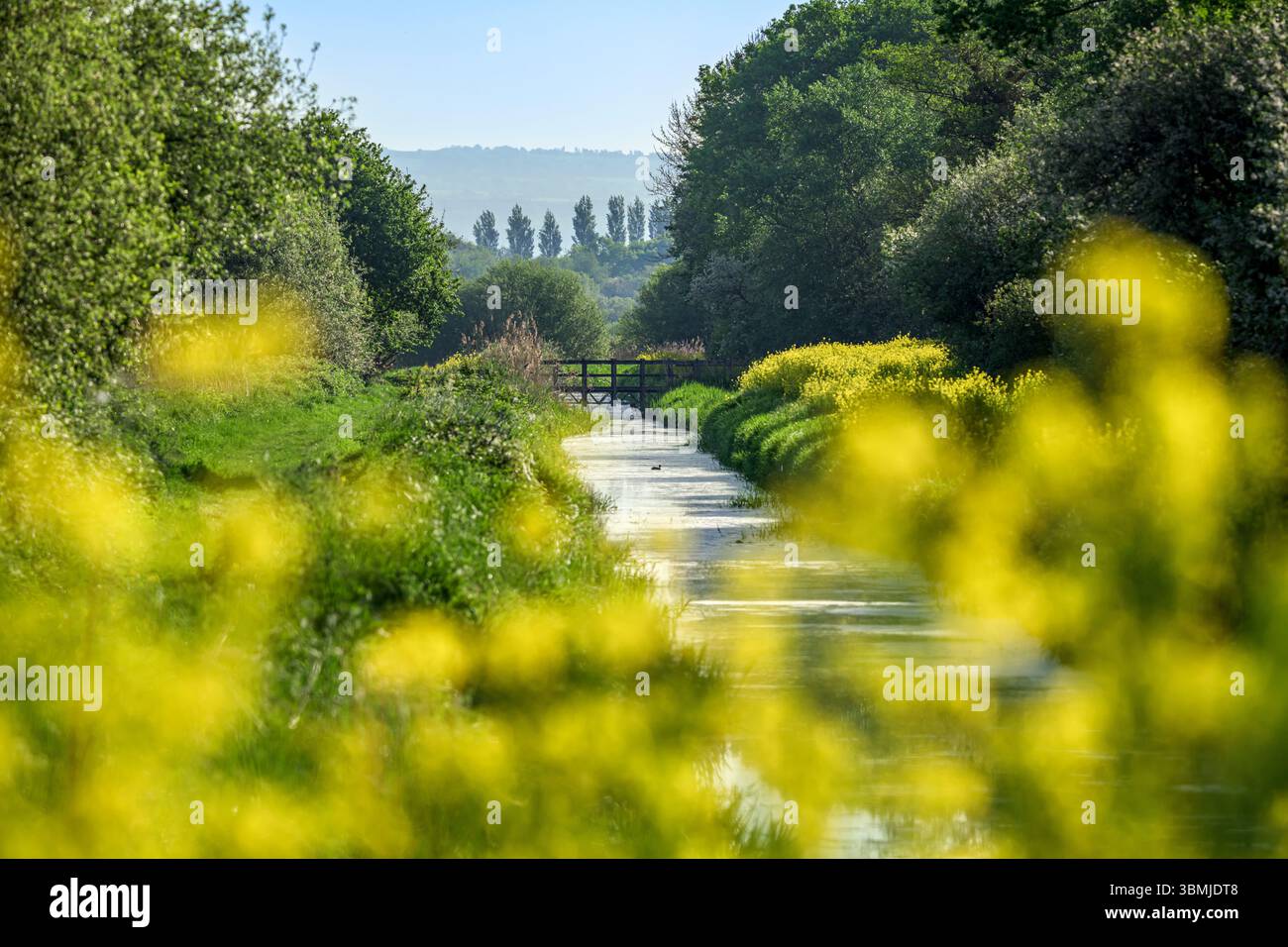 South Drain and Foot Bridge im Ham Wall Naturschutzgebiet im Frühling mit Rapssamen oder Bargemans-Kohl-Blüte, Somerset Levels Stockfoto
