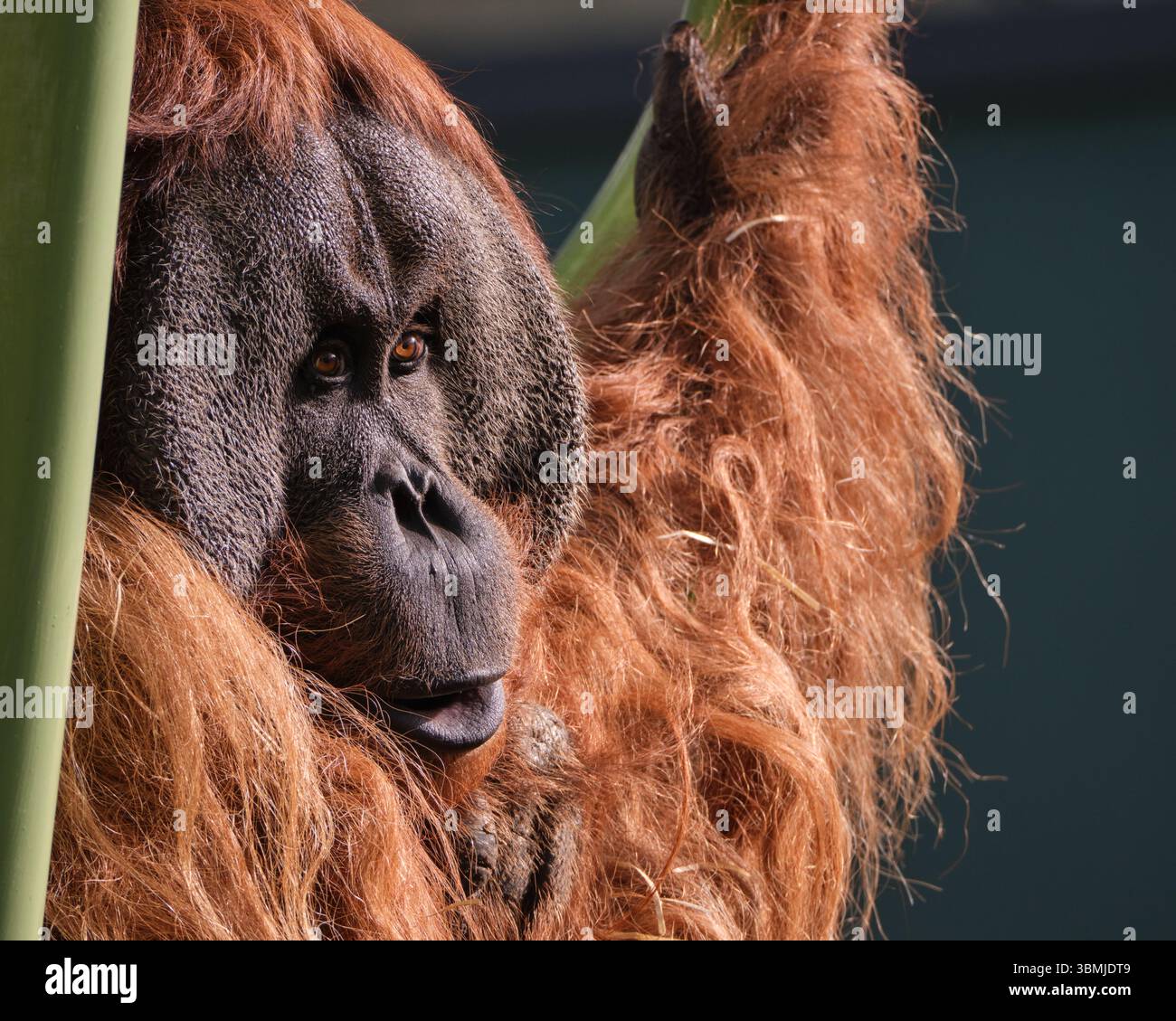 Der Kontemplative Orang-Utan Stockfoto