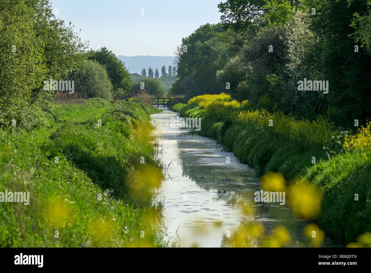 South Drain and Foot Bridge im Ham Wall Naturschutzgebiet im Frühling mit Rapssamen oder Bargemans-Kohl-Blüte, Somerset Levels Stockfoto