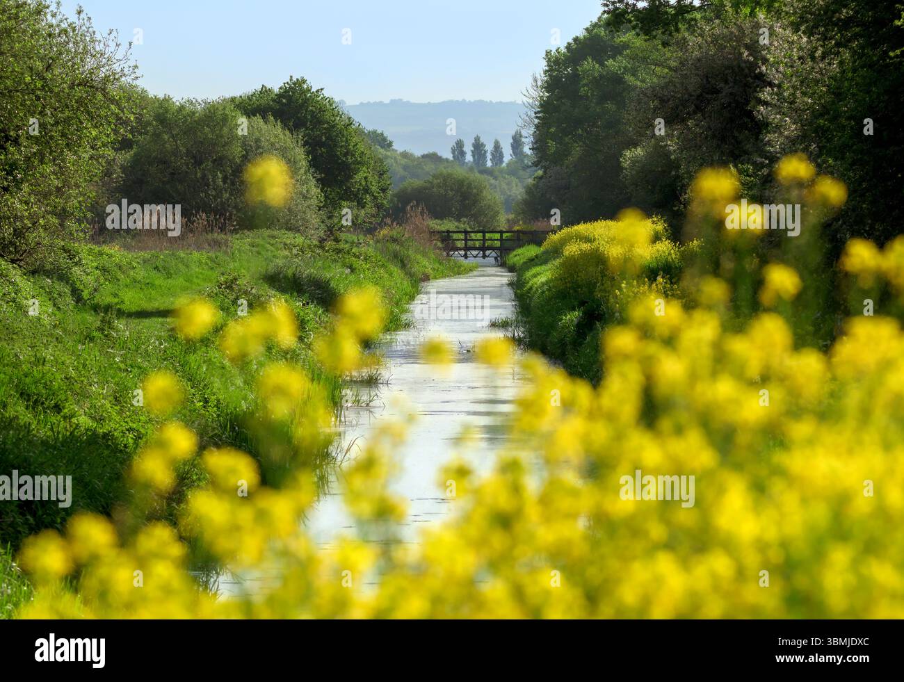 South Drain and Foot Bridge im Ham Wall Naturschutzgebiet im Frühling mit Rapssamen oder Bargemans-Kohl-Blüte, Somerset Levels Stockfoto
