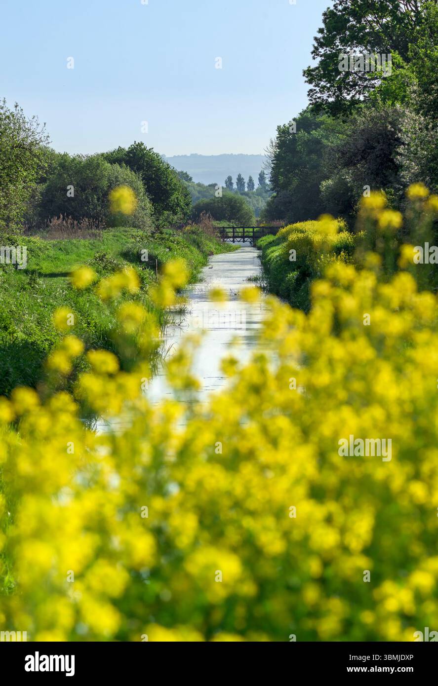 South Drain and Foot Bridge im Ham Wall Naturschutzgebiet im Frühling mit Rapssamen oder Bargemans-Kohl-Blüte, Somerset Levels Stockfoto