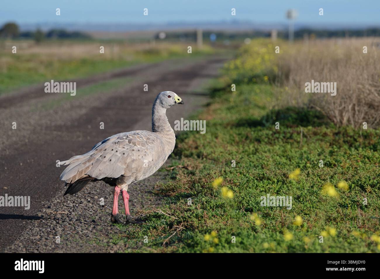 Warum Hat Die Gans Die Straße Überquert? Stockfoto