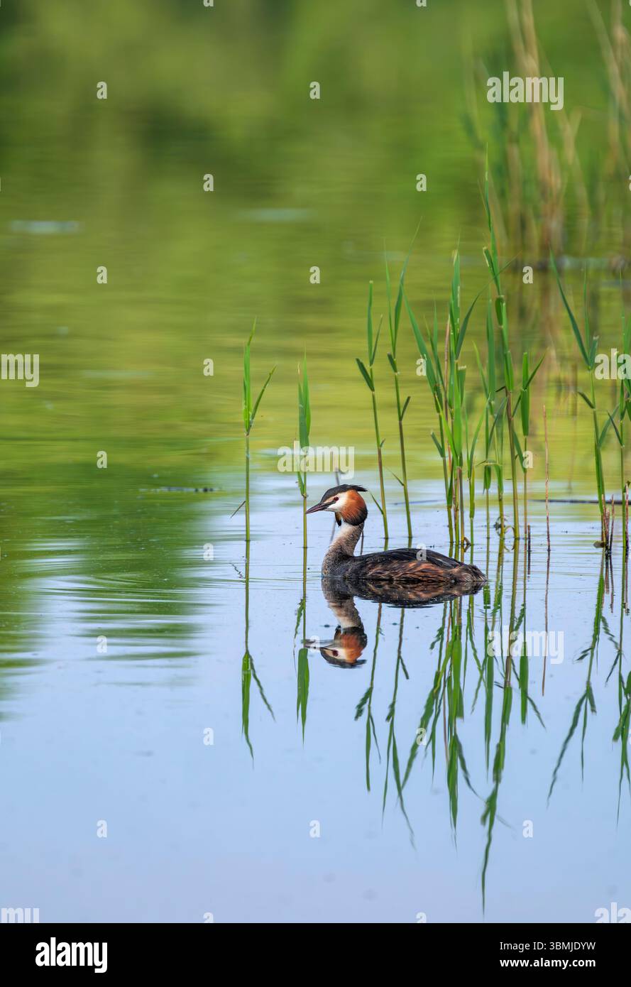 Great Crested Grebe schwimmt durch Schilf auf dem See in Somerset an einem schönen sonnigen Tag im Frühling mit Reflexion Stockfoto