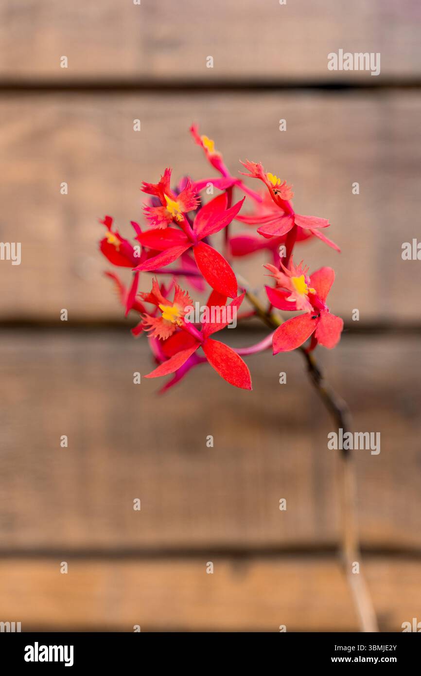 Nahaufnahme einer roten Kruzifix-Orchidee oder Epidendrum-Radikanern mit gelben Akzenten, fotografiert vor einer rustikalen Holzwand mit sanfter natürlicher Beleuchtung Stockfoto