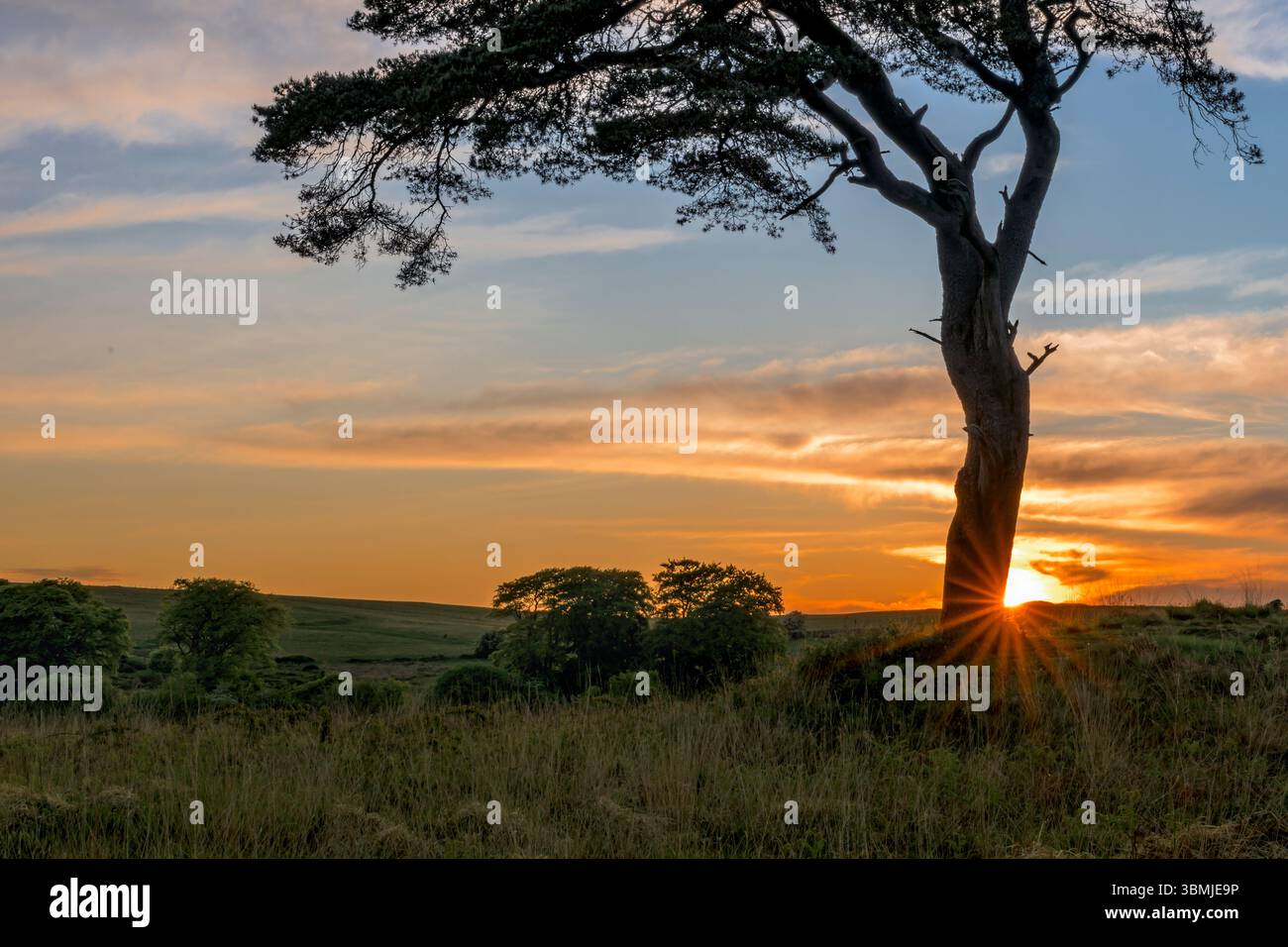Der bekannte Baum in Priddy Mineries, der den Priddy-Teich überblickt, während die Sonne hinter dem Baum mit Starburst-Effekt untergeht Stockfoto