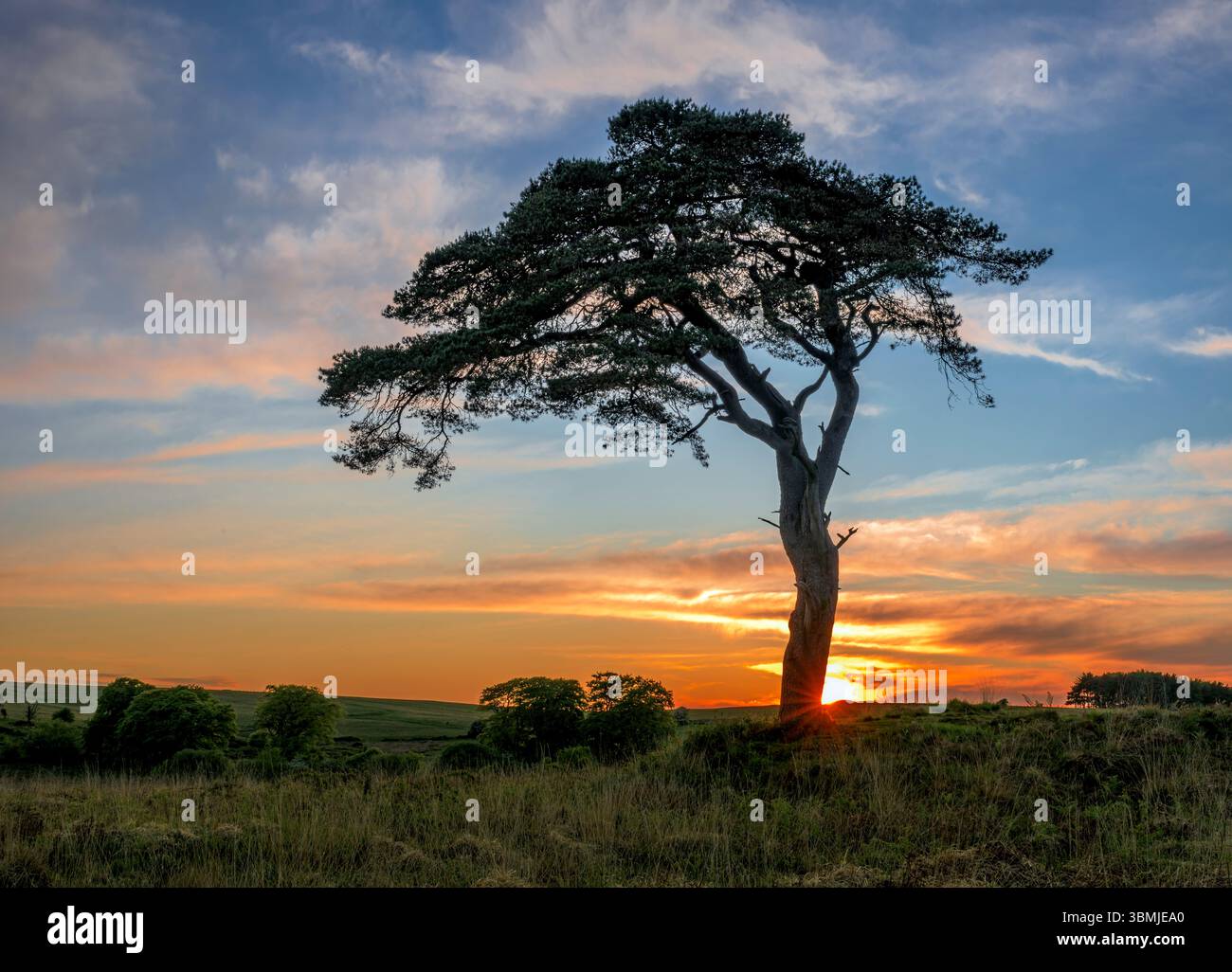 Der bekannte Baum in Priddy Mineries, der den Priddy-Teich überblickt, während die Sonne hinter dem Baum mit Starburst-Effekt untergeht Stockfoto
