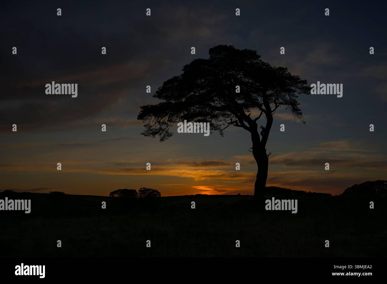 Der bekannte Baum in Priddy Mineries am Priddy Pond nach Einbruch der Dunkelheit, dessen orange Farbe noch immer am Himmel nach Sonnenuntergang über dem Horizont liegt Stockfoto