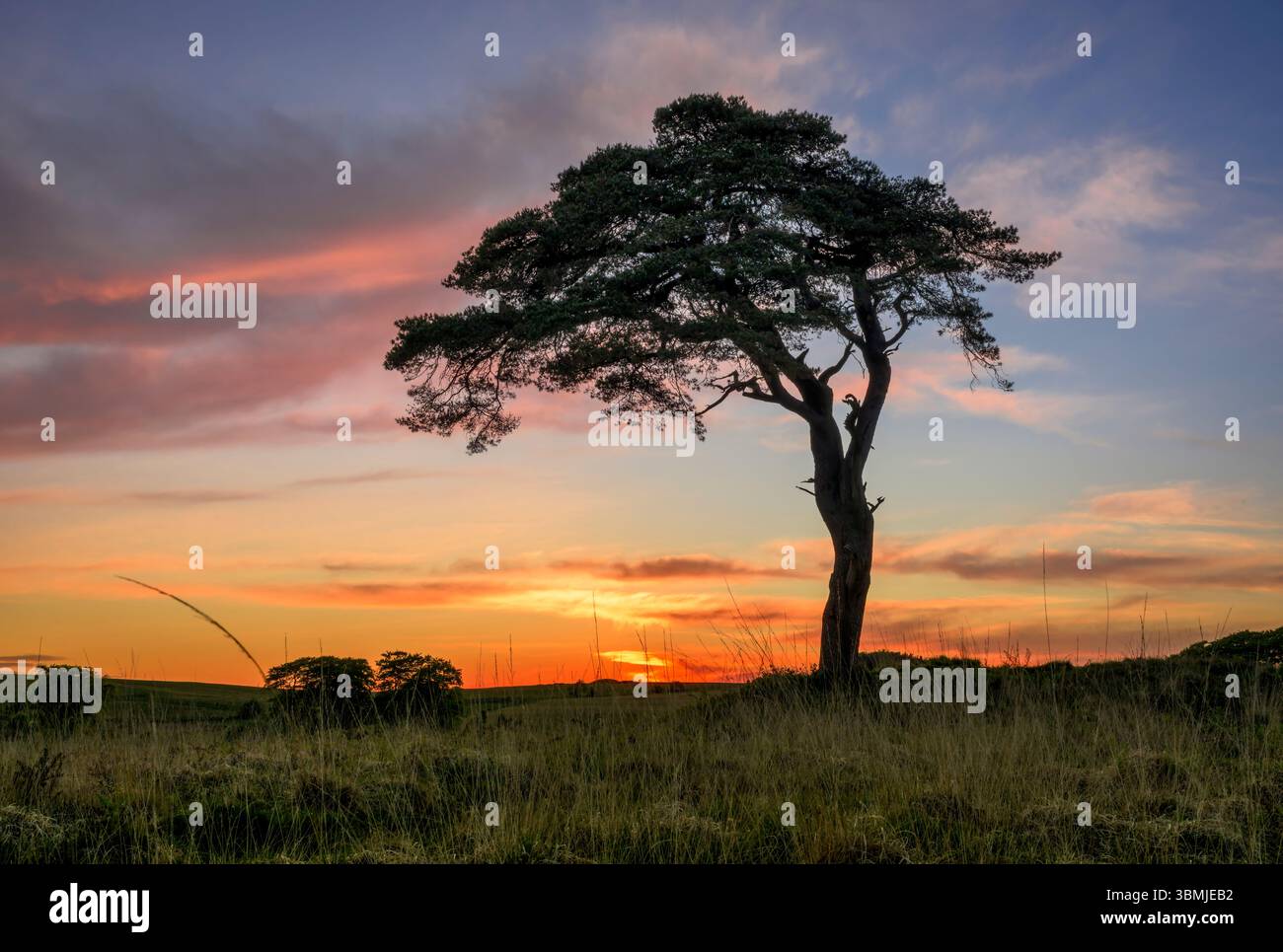 Der bekannte Baum in Priddy Mineries, der den Priddy Teich überblickt, kurz nachdem die Sonne hinter dem Horizont untergegangen ist Stockfoto