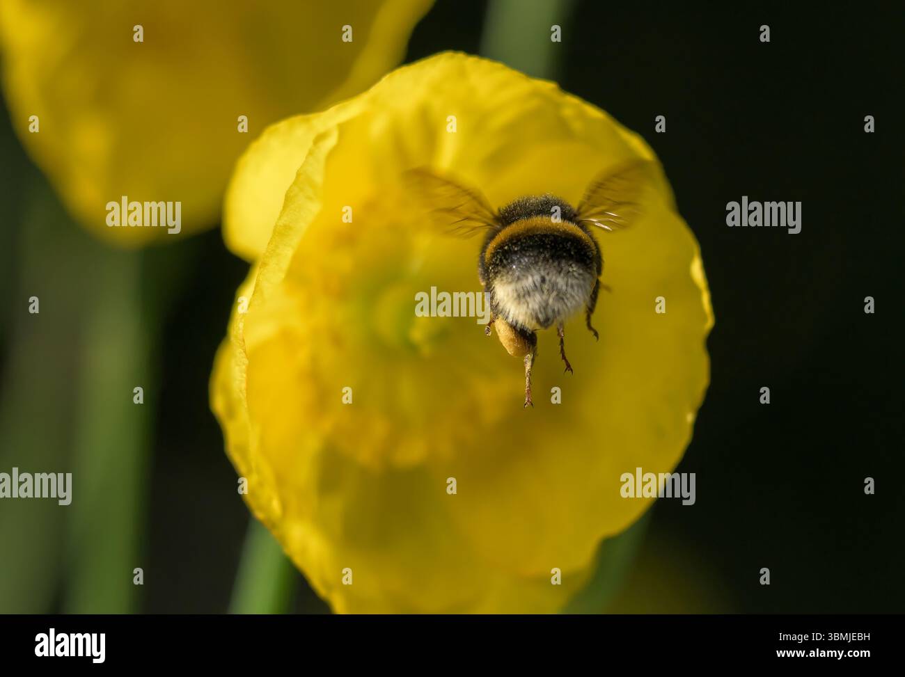 Weißschwanzhummel im Flug, da sie Pollen von gelbem Mohn sammelt Stockfoto