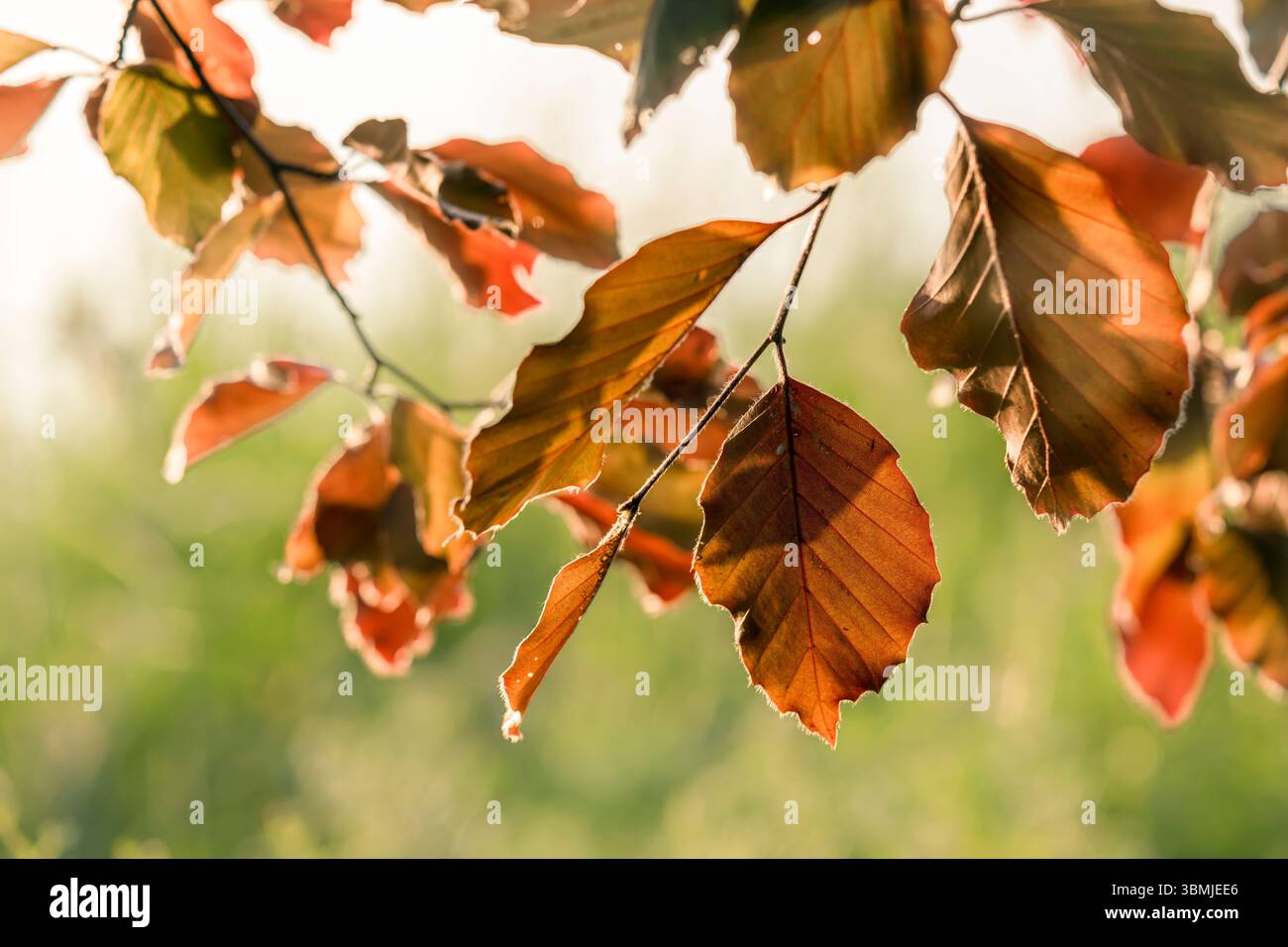 Sonnendurchflutete europäische Buchenblätter, auch Kupferbuche genannt, mit ihren herbstfarbenen Blättern im Frühling, aufgenommen am Blagdon Lake, Somerset bei Sonnenaufgang Stockfoto