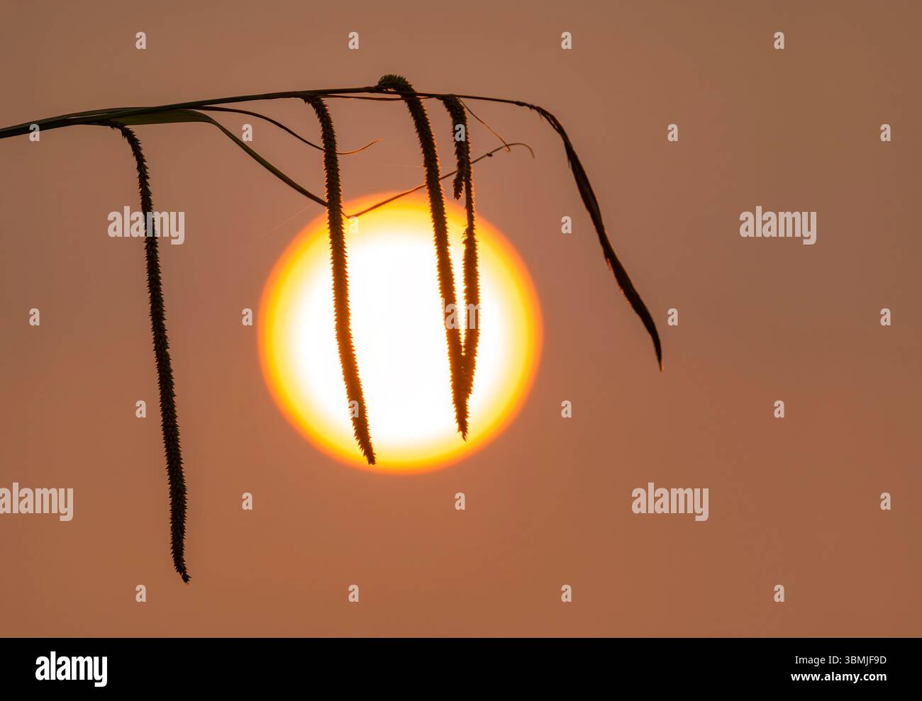 Herabhängende Segge, die von der orangen Sonne am 8. Juni 2025 in Großbritannien aufgenommen wurden, deren Farbe durch Rauch von Waldbränden in Kanada verursacht wurde, ist carr Stockfoto