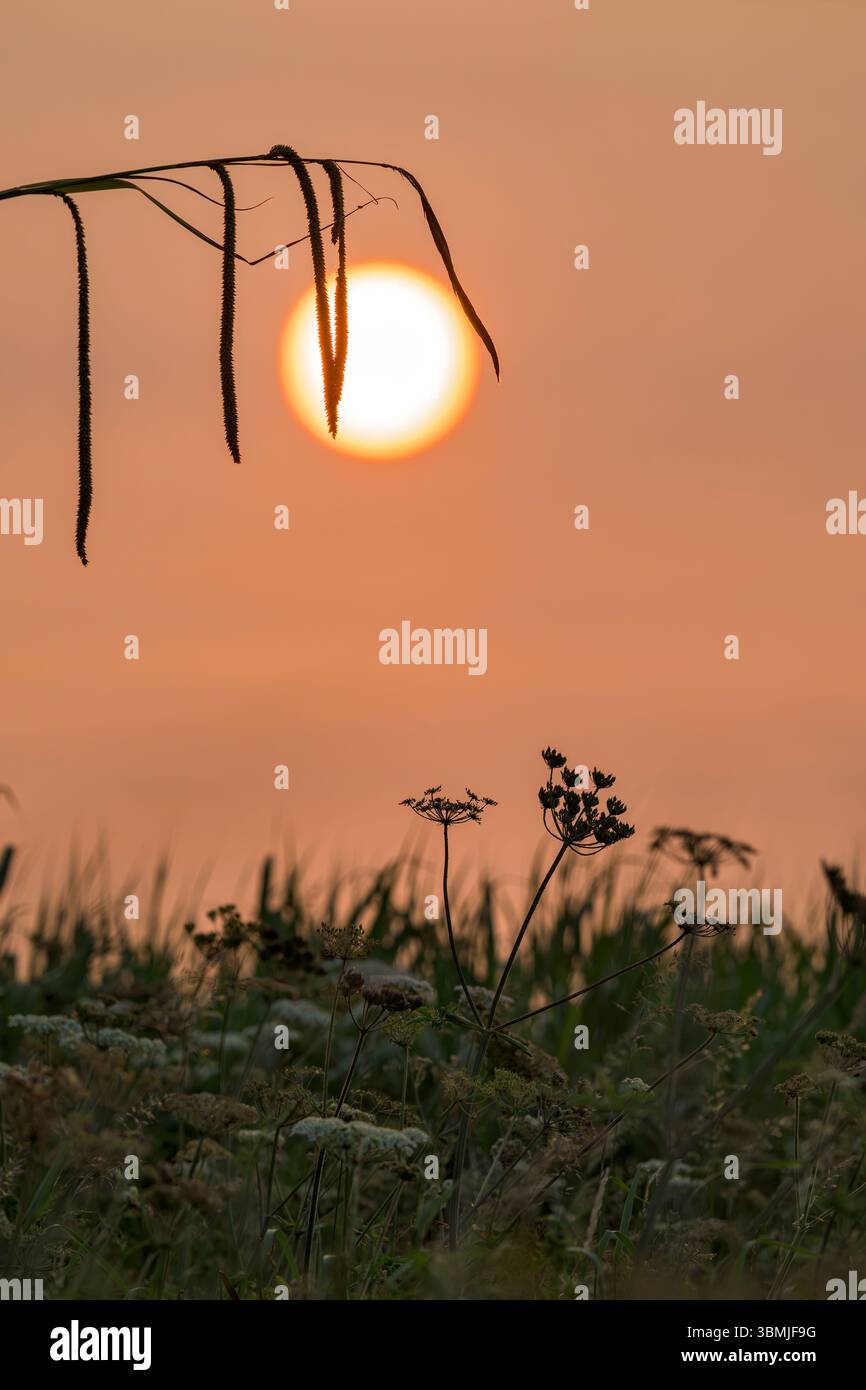 Herabhängende Segge, die von der orangen Sonne am 8. Juni 2025 in Großbritannien aufgenommen wurden, deren Farbe durch Rauch von Waldbränden in Kanada verursacht wurde, ist carr Stockfoto