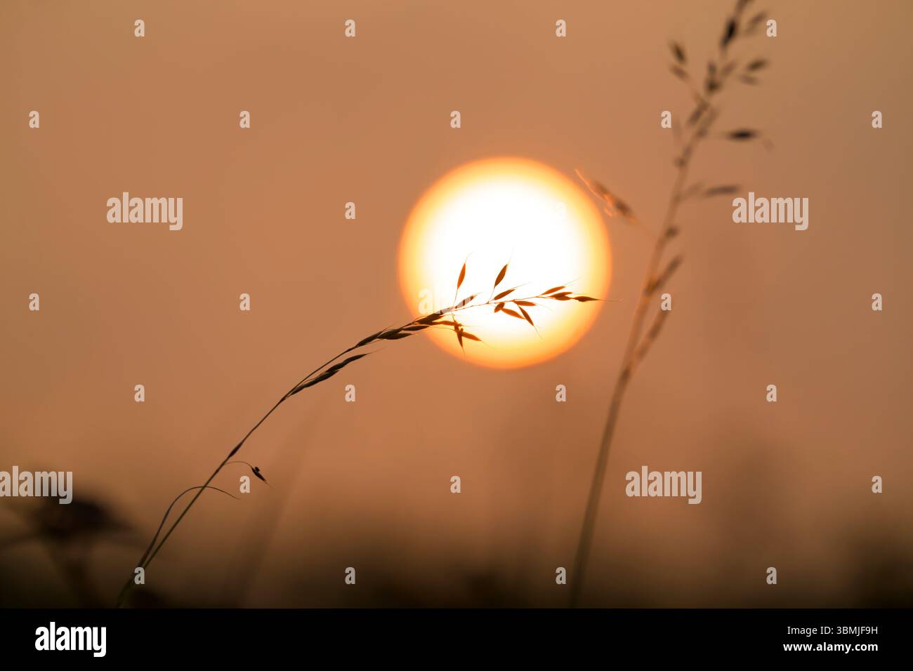 Falsches Hafergras, das von der orangen Sonne am 8. Juni 2025 im Vereinigten Königreich geschildert wurde, dessen Farbe durch Rauch von Waldbränden in Kanada verursacht wurde Stockfoto