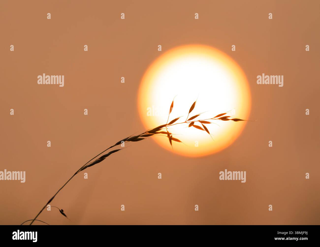 Falsches Hafergras, das von der orangen Sonne am 8. Juni 2025 im Vereinigten Königreich geschildert wurde, dessen Farbe durch Rauch von Waldbränden in Kanada verursacht wurde Stockfoto