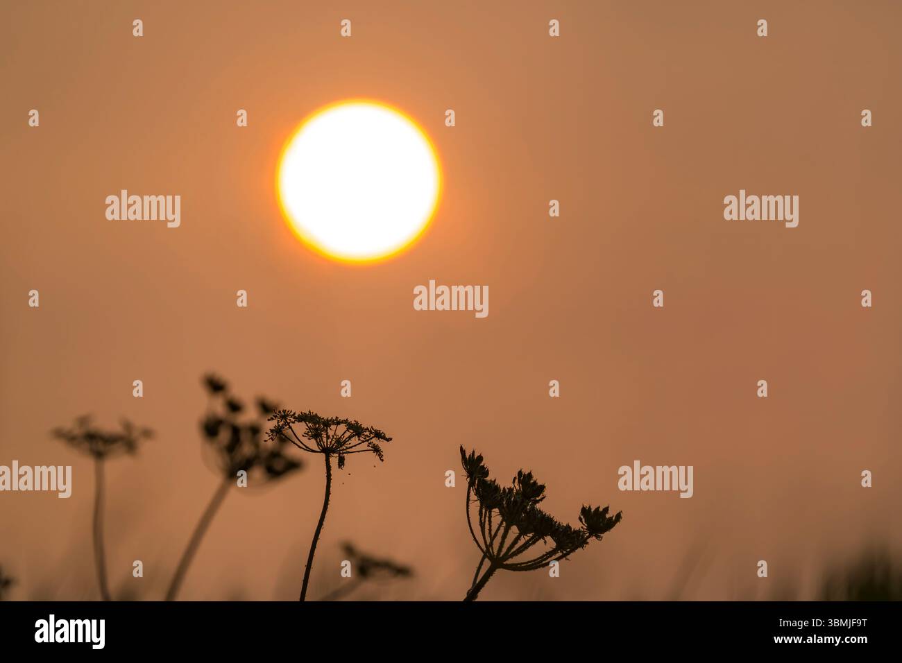 Der orangene Ring um die Sonne am 8. Juni 2025, die Farbe war wahrscheinlich auf Rauch von Waldbränden in Kanada zurückzuführen, die mit um über den Atlantik getragen wurden Stockfoto