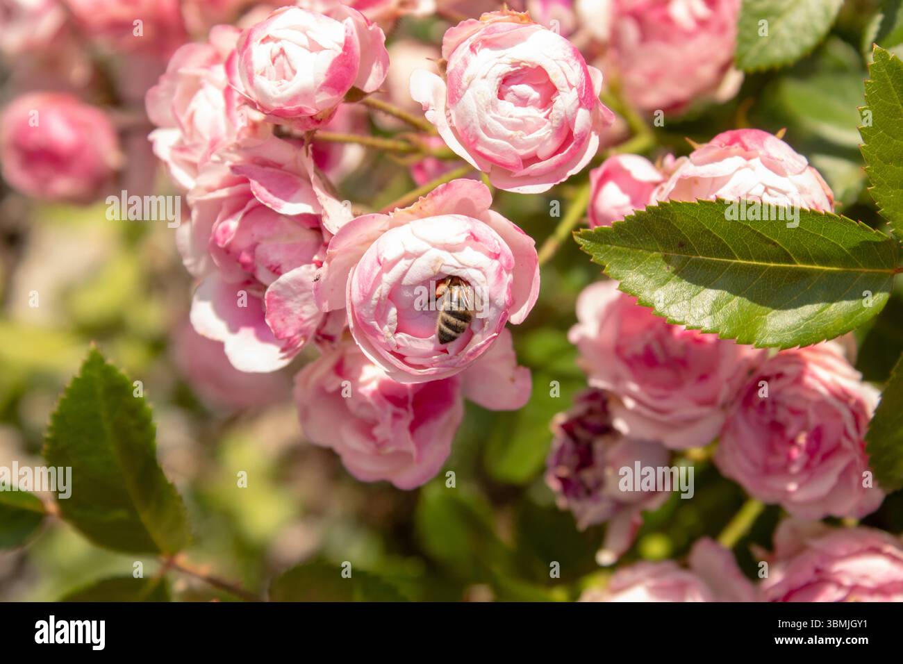 Die Biene sammelt Pollen auf einer rosafarbenen Rosenblüte. Natürliches Foto Stockfoto