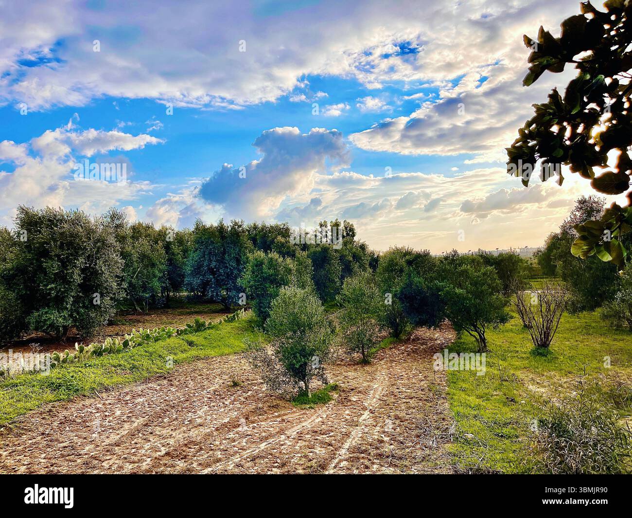 Naturfoto der Levante mit Olivenbäumen, Feldern und Wolken. Stockfoto