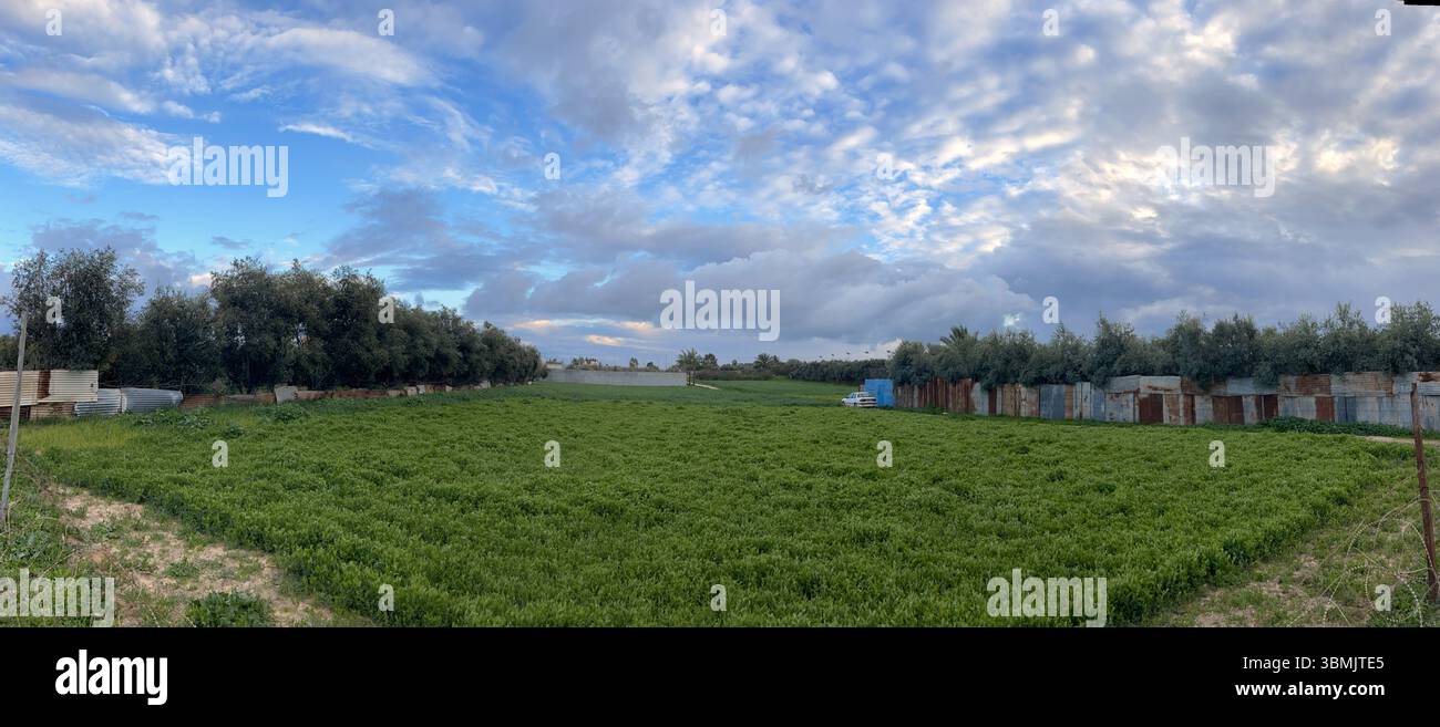Natürliches Foto von einem Feld mit Getreide und Gemüse. Stockfoto