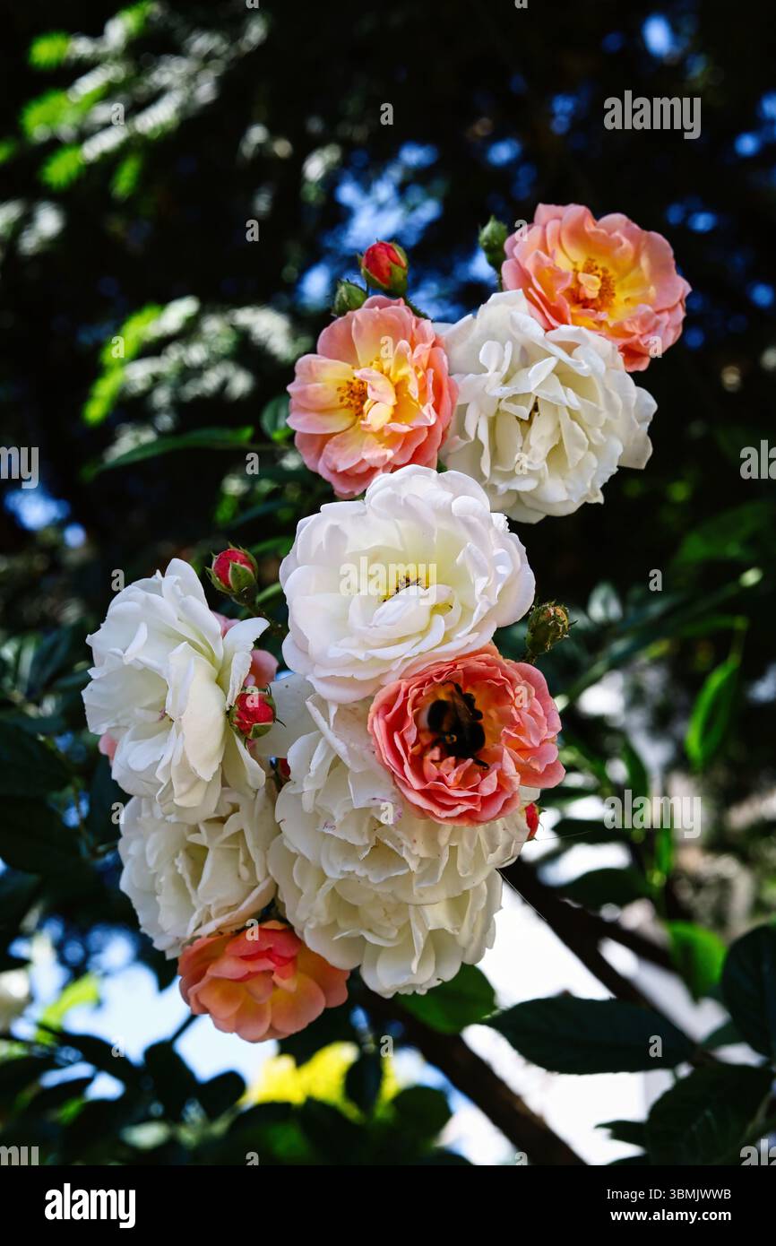Nahaufnahme von bunten Blumen von Gartenrosen im Sommer. Stockfoto
