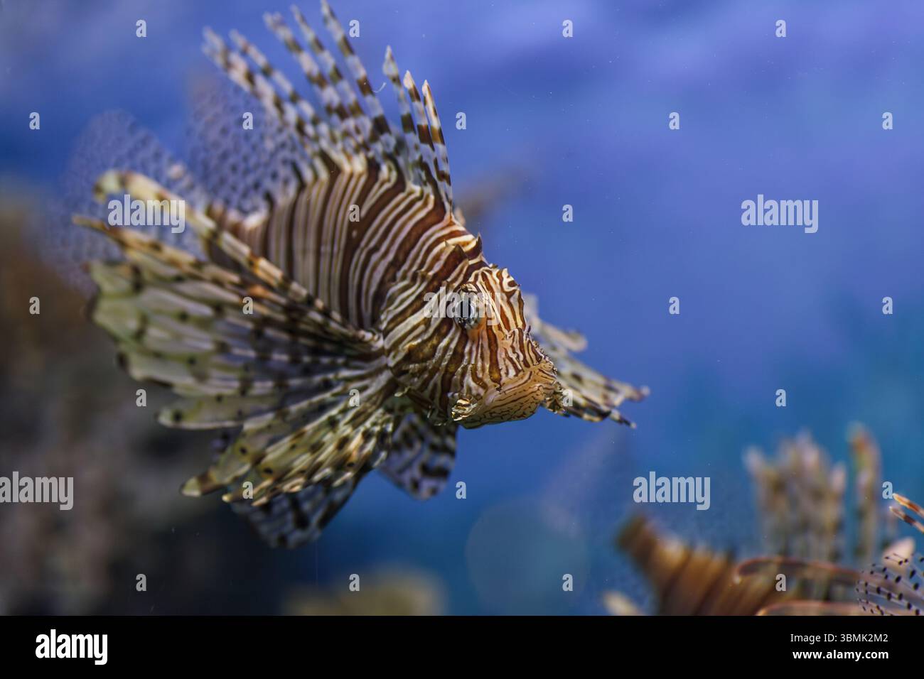 Nahaufnahme eines Löwenfisches, der unter Wasser schwimmt und leuchtende Flossen und Streifen in einer tropischen Meereswelt zeigt Stockfoto