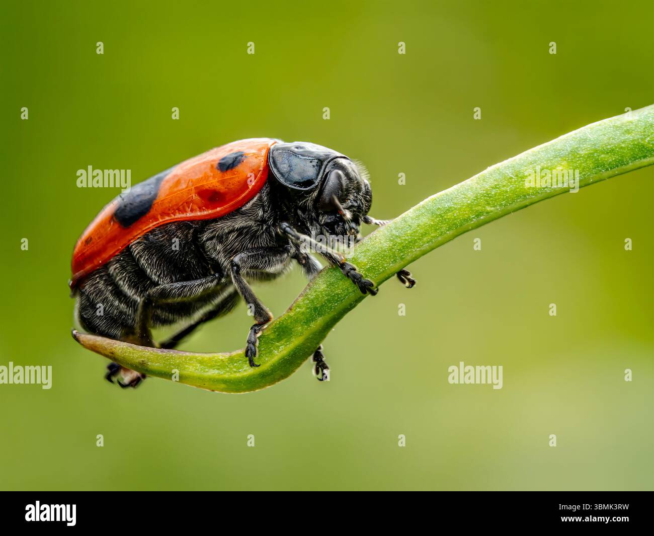 Makroaufnahme eines Ameisenbeutelkäfers, der auf einem Pflanzenstiel sitzt Stockfoto