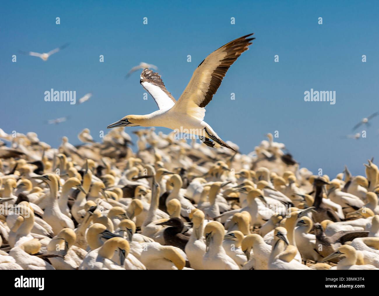 Eine Brutkolonie von Kap-Tölpel (Morus capensis) Vogel im Flug, der landet Stockfoto