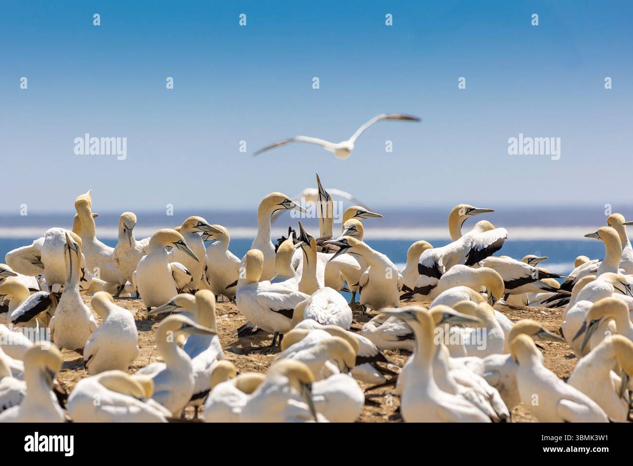 Eine Zuchtkolonie von Kapstölpeln (Morus capensis) Nahaufnahmemöglichkeiten Stockfoto