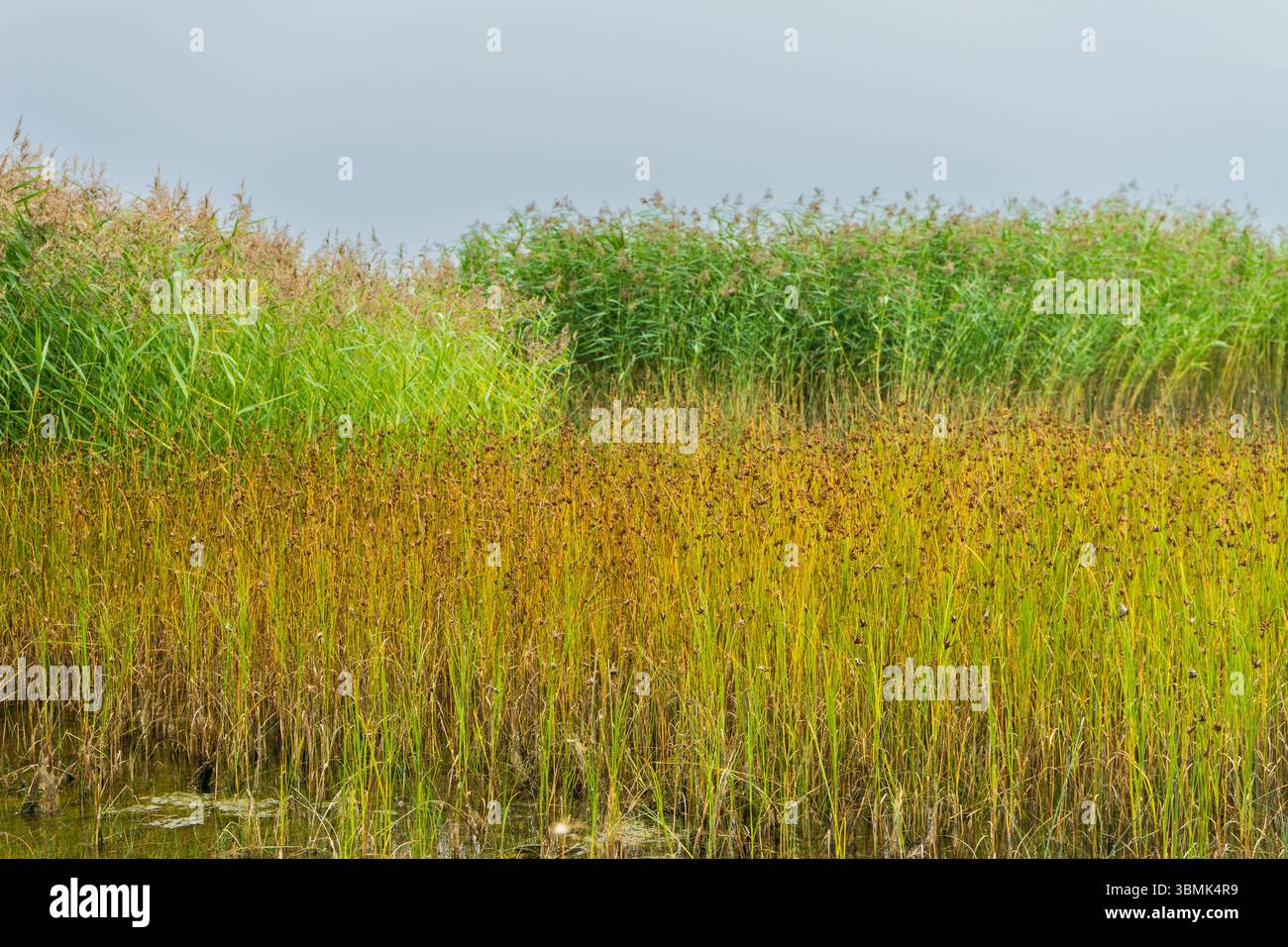 Schilfbett in einem Feuchtgebiet. Natürlicher Lebensraum und biologische Vielfalt in Estland, Saaremaa Stockfoto