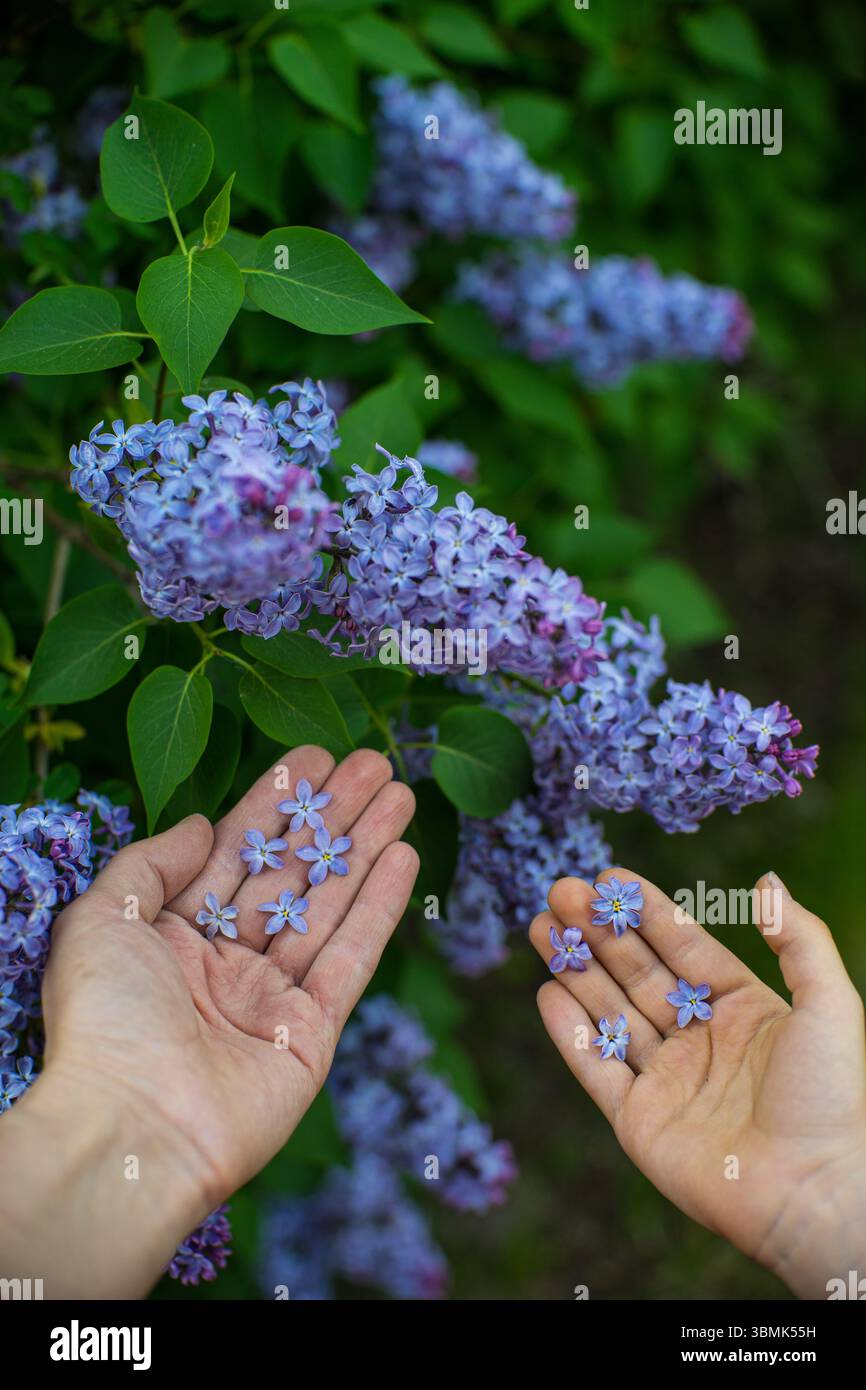 Hände, die lilafarbene Blüten in Blüte halten. Frühlingsgarten und menschliche Interaktion mit der Natur Stockfoto