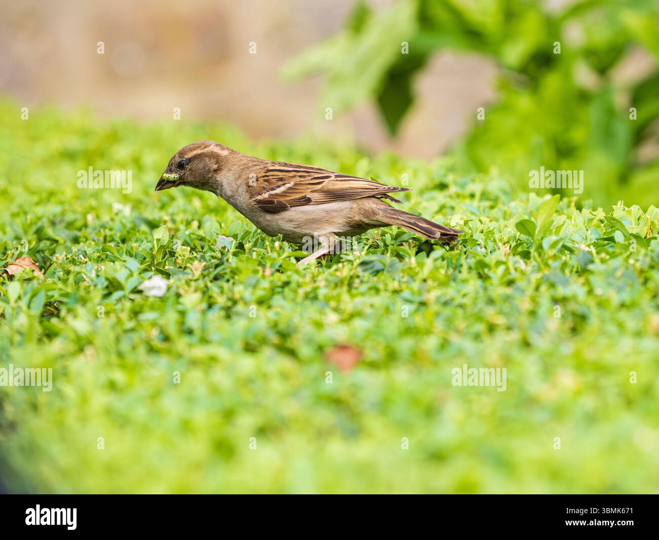 UK Sparrow, Passer domesticus, auf der Suche nach Kastenmotten-Raupen, Cydalima perspectalis, auf einer Schachtel, Buxus sempervirens, Hecke Stockfoto