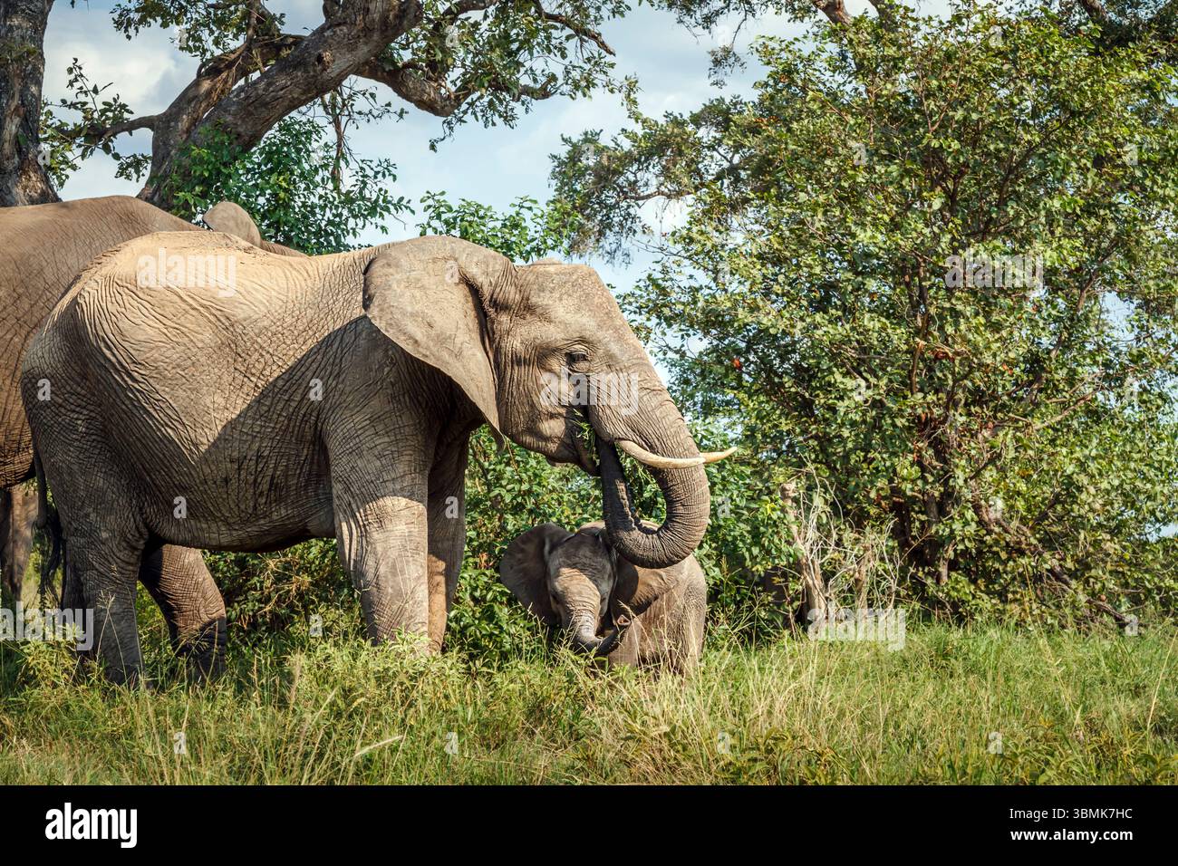 Afrikanischer Buschelefant mit Kalb fressendem Gras im Kruger-Nationalpark, Südafrika; Specie Loxodonta africana Familie der Elephantidae Stockfoto