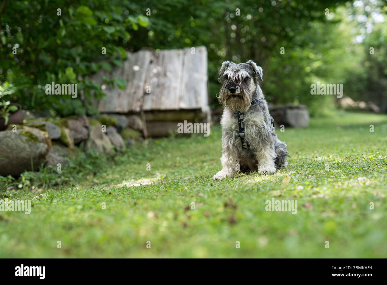Miniatur-Schnauzer auf Gras in der Nähe von Steinzaun im Garten Stockfoto