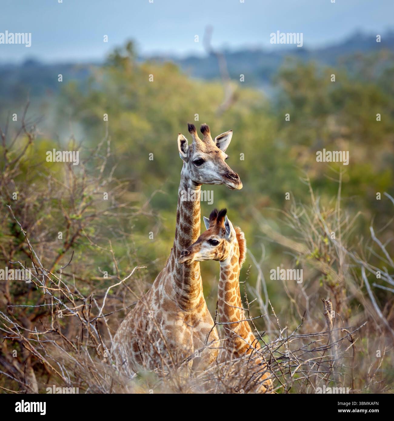 Zwei Giraffen Mutter und Jungtier im Busch im Kruger-Nationalpark, Südafrika; Specie Giraffa camelopardalis Familie der Giraffidae Stockfoto