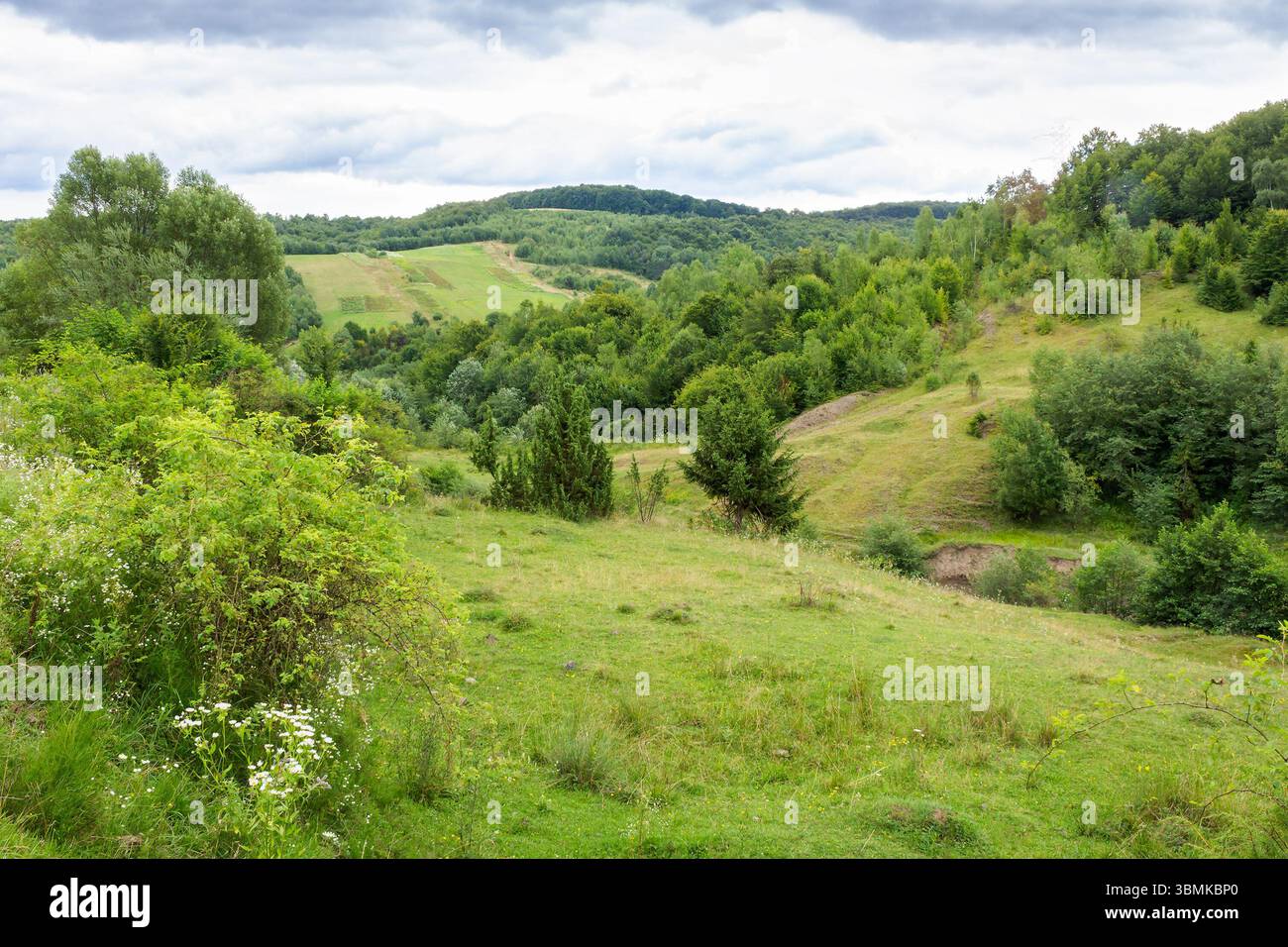 Berglandschaft der ukraine im Sommer. Bewölkter Nachmittag. Landschaft mit grüner Weide und Wald auf dem Hügel. Ländliche Landschaft am Stadtrand von Stockfoto