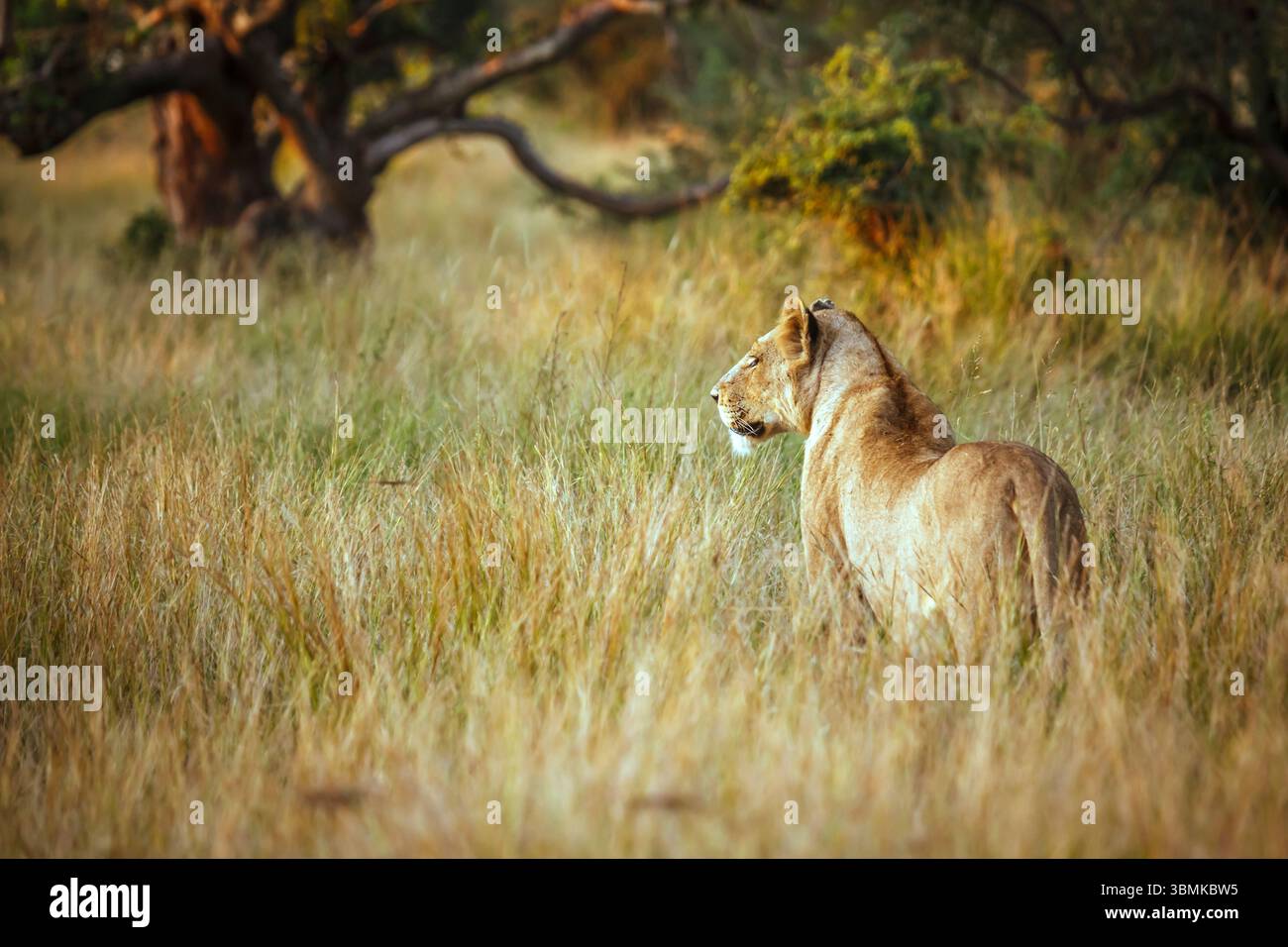 Afrikanische Löwin in Alarmbereitschaft in der trockenen Savanne im Kruger-Nationalpark, Südafrika; Specie Panthera leo Familie von Felidae Stockfoto