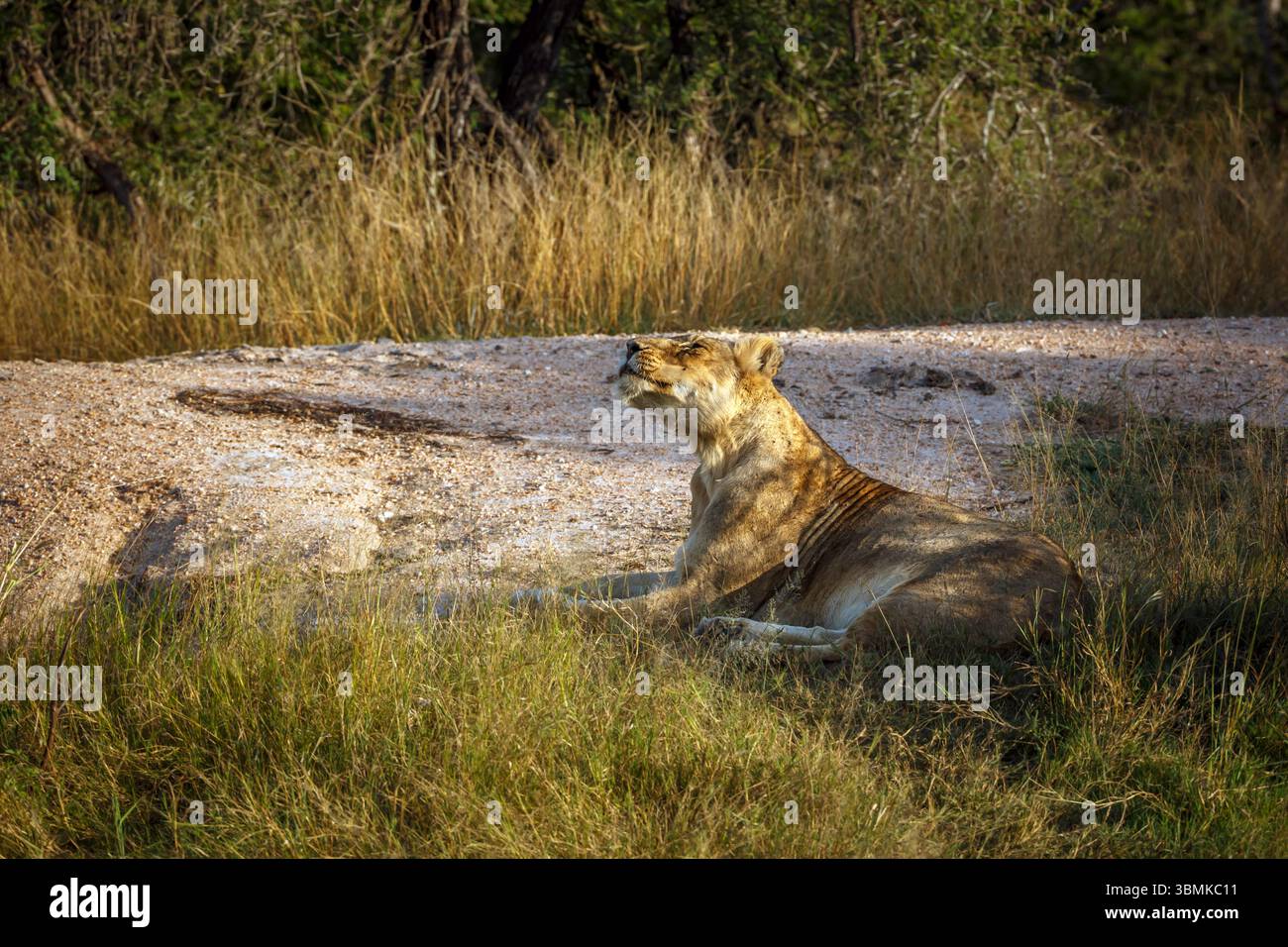 Afrikanische Löwin liegt entlang der Sanddüne im Greater Kruger National Park, Südafrika; Specie Panthera leo Familie von Felidae Stockfoto