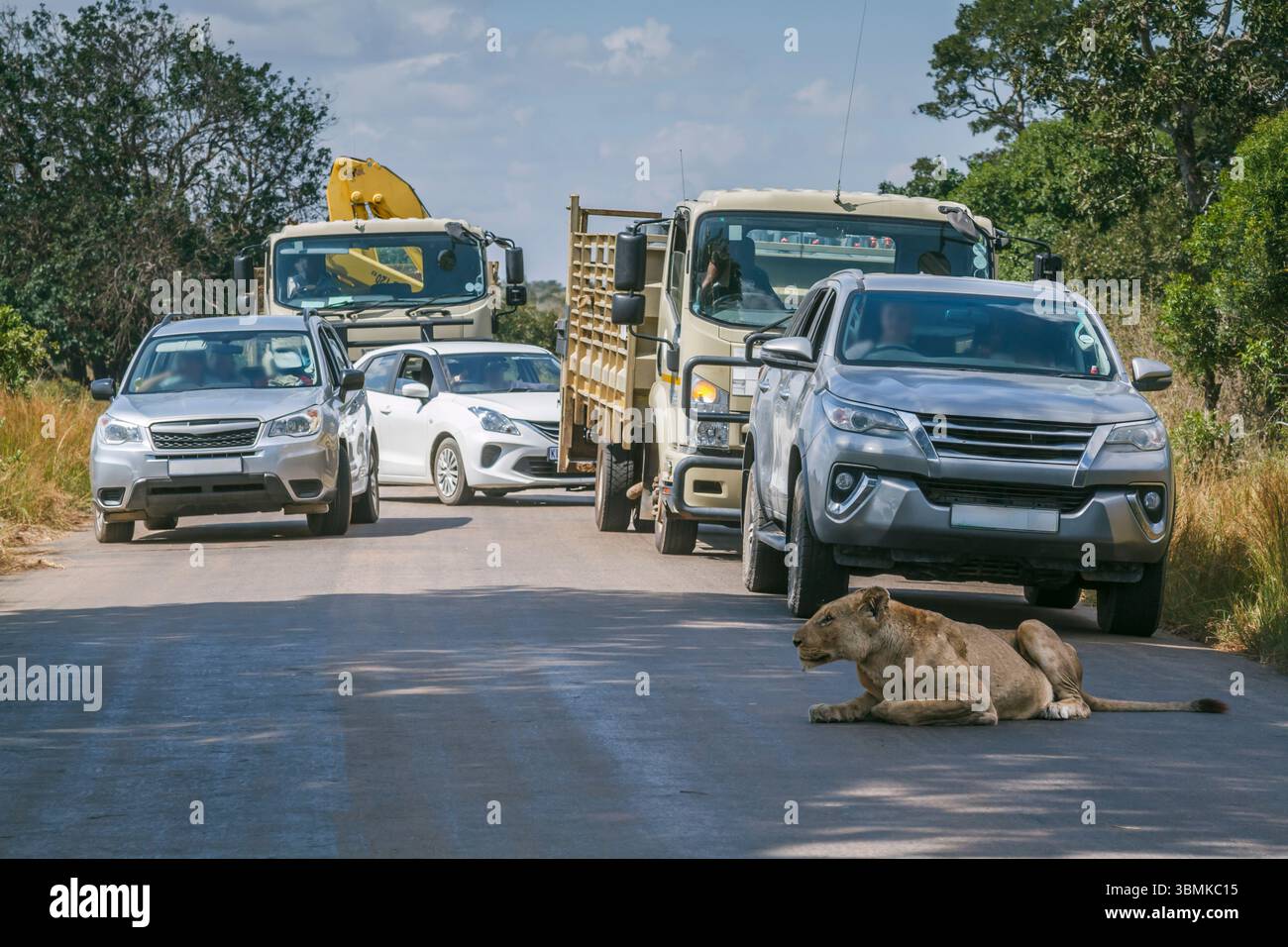 Afrikanischer Löwenblock, der auf einer Safaristraße im Greater Kruger National Park, Südafrika liegt; Specie Panthera leo Familie von Felidae Stockfoto