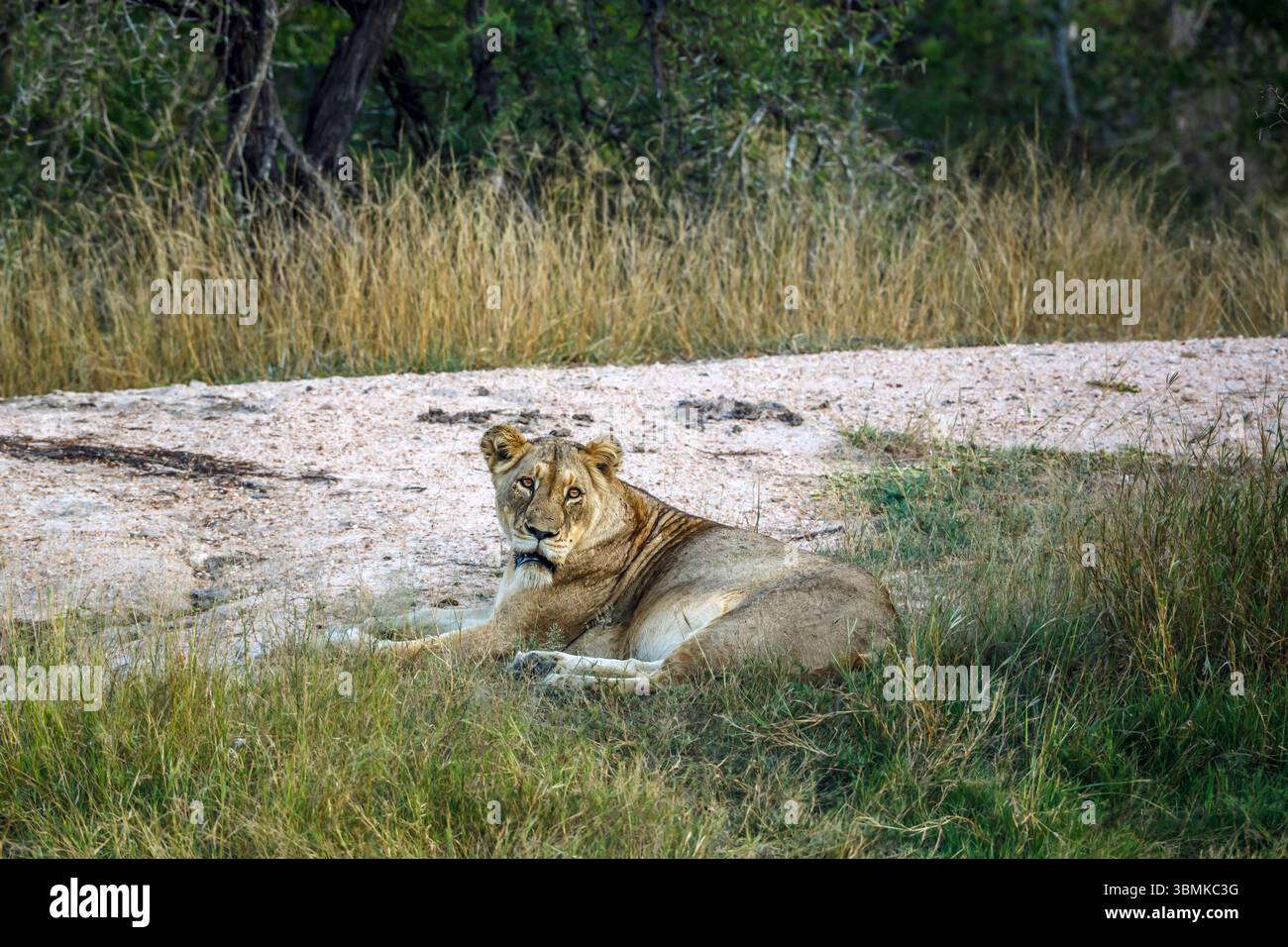 Afrikanische Löwin liegt entlang der Sanddüne im Greater Kruger National Park, Südafrika; Specie Panthera leo Familie von Felidae Stockfoto
