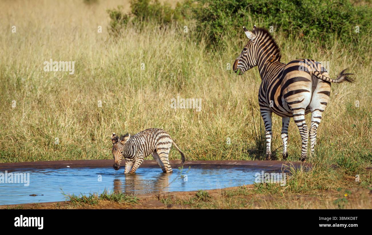 Plains Zebra Weibchen mit winzigem Jungtier im Wasserloch im Kruger-Nationalpark, Südafrika; Specie Equus quagga burchellii Familie von Equiden Stockfoto