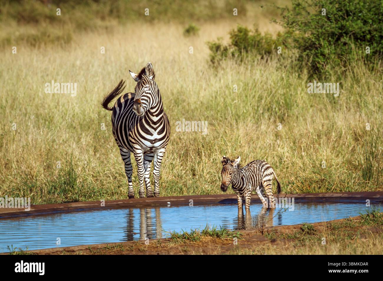 Plains Zebra Weibchen mit winzigem Jungtier im Wasserloch im Kruger-Nationalpark, Südafrika; Specie Equus quagga burchellii Familie von Equiden Stockfoto