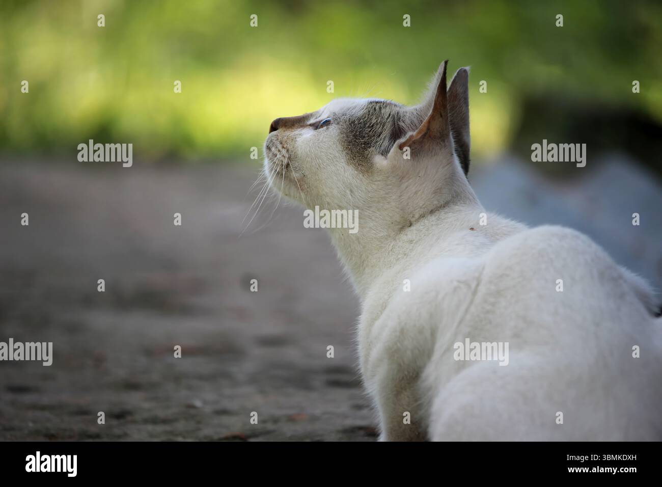 Heitere Weiße Katze, Die Aufblickt, Hoffnungsvoller Moment, Friedliche Natur Stockfoto
