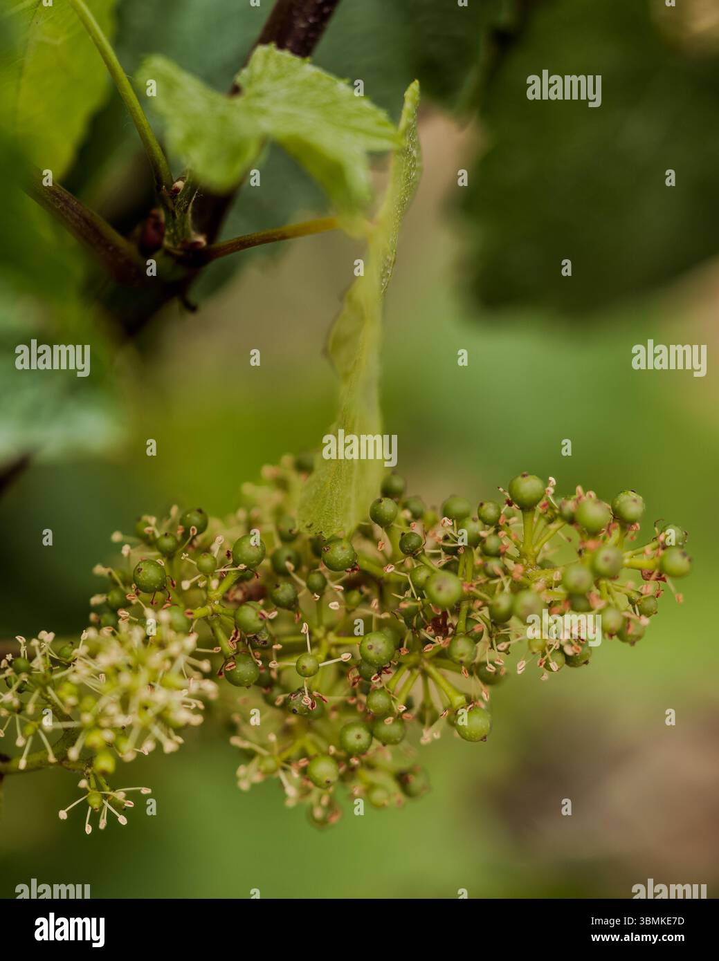 Makroaufnahme einer blühenden Weinrebe (Blütenstand) mit Früchtebesatz. Winzige grüne Beeren liegen inmitten zarter weißer Blüten. Stockfoto