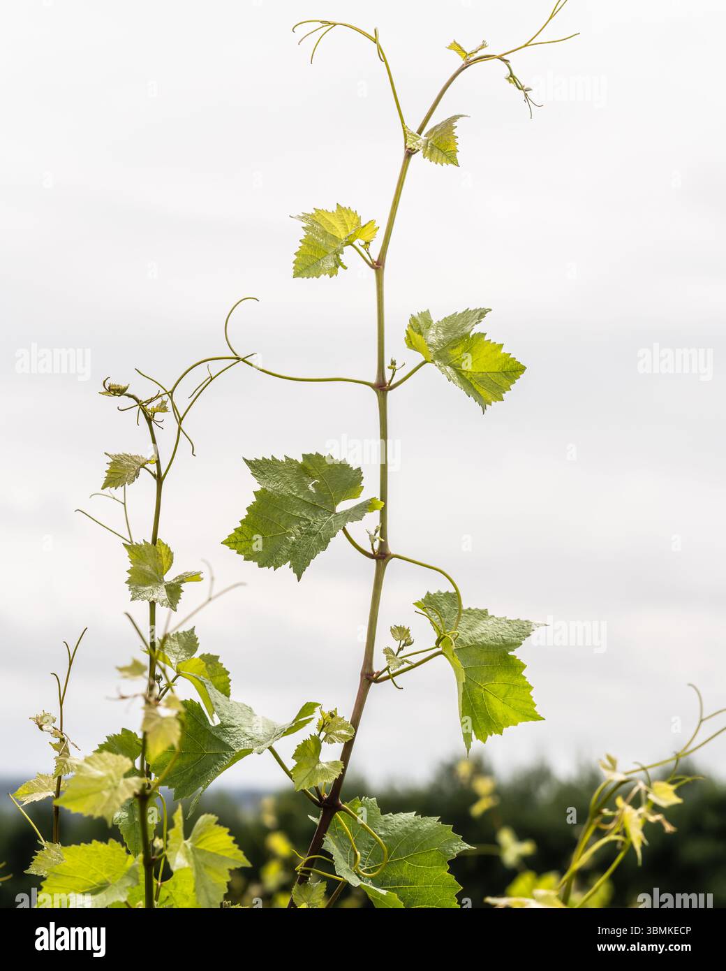 Zarte Weinranken und junge Traubenblätter ragen bei Hattingley Valley Wines in Hampshire, England, in den Himmel. Sie signalisiert eine neue Weinbausaison. Stockfoto