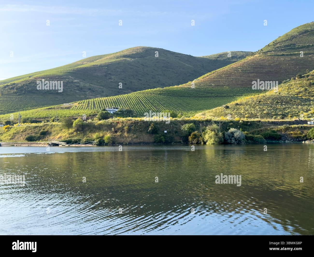 Weinberge auf dem Hügel des Douro-Flusses, Portugal - Smartphone-aufgenommenes Stockfoto
