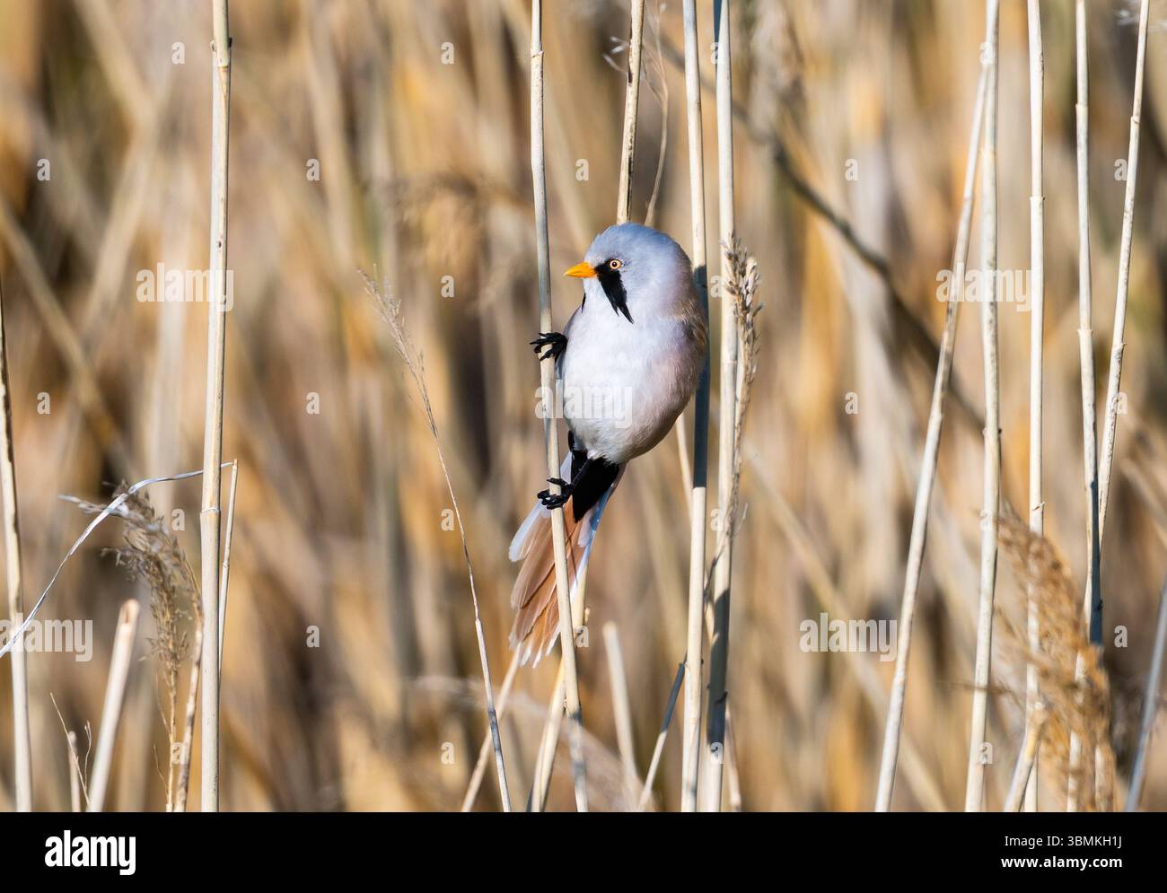 Ein bärtiger Reedling (Panurus biarmicus), der auf einem Schilfstiel thront. Innere Mongolei, China. Stockfoto