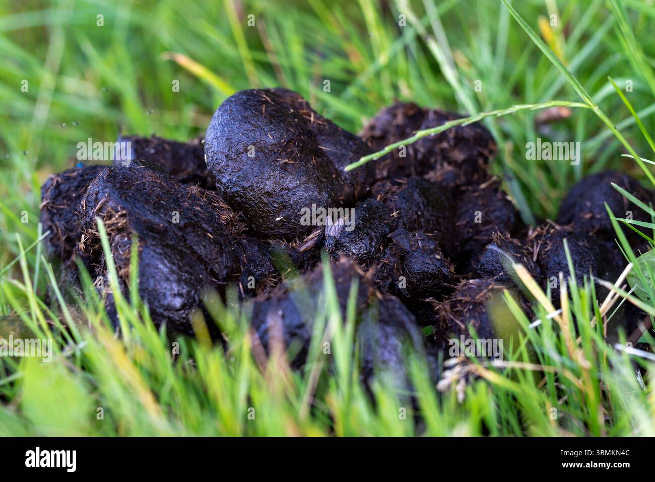 Tierische exkremente -Fotos und -Bildmaterial in hoher Auflsung  Alamy
